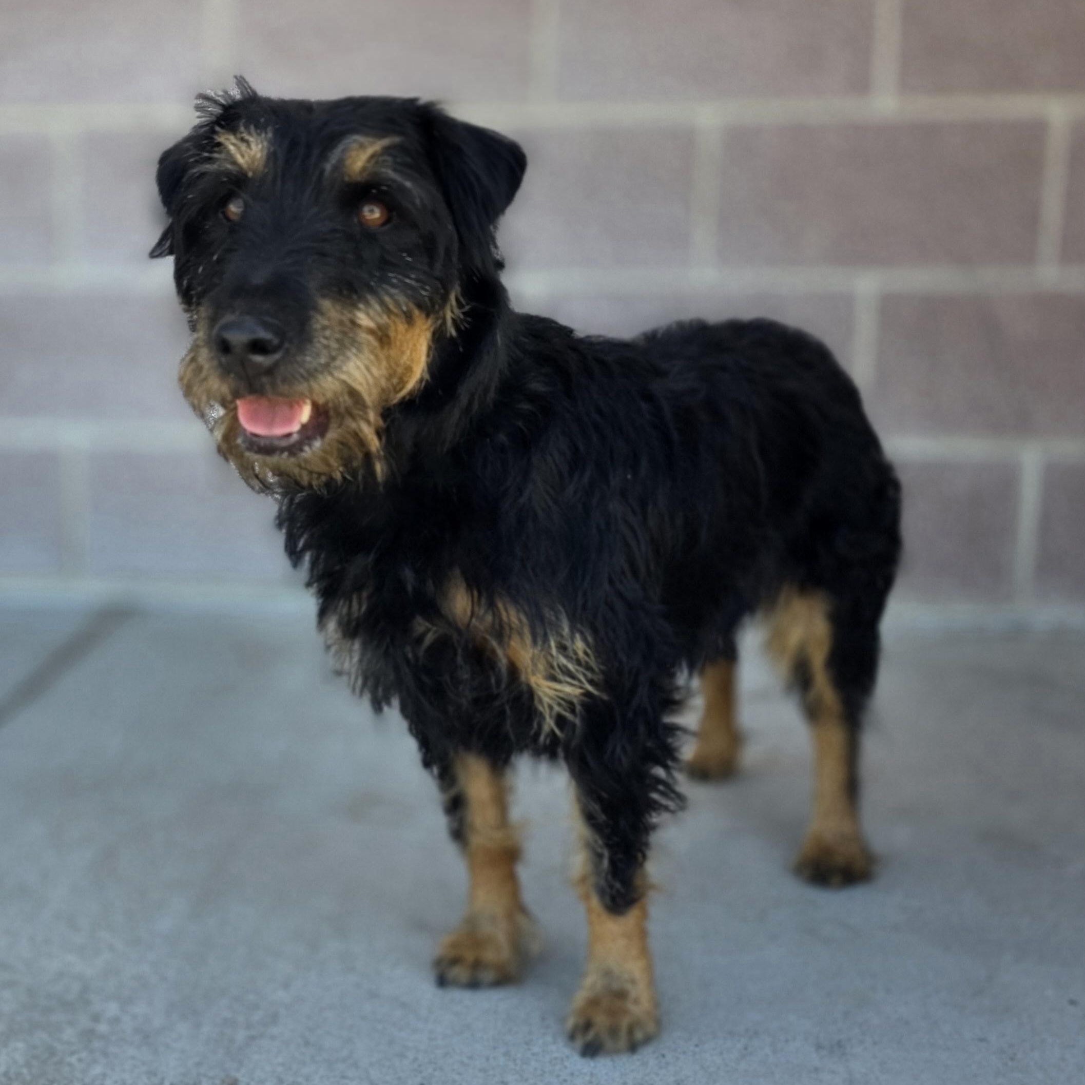 Enlarge Lucy, a ADOPTABLE mixed breed in Longview, TX image 3/4