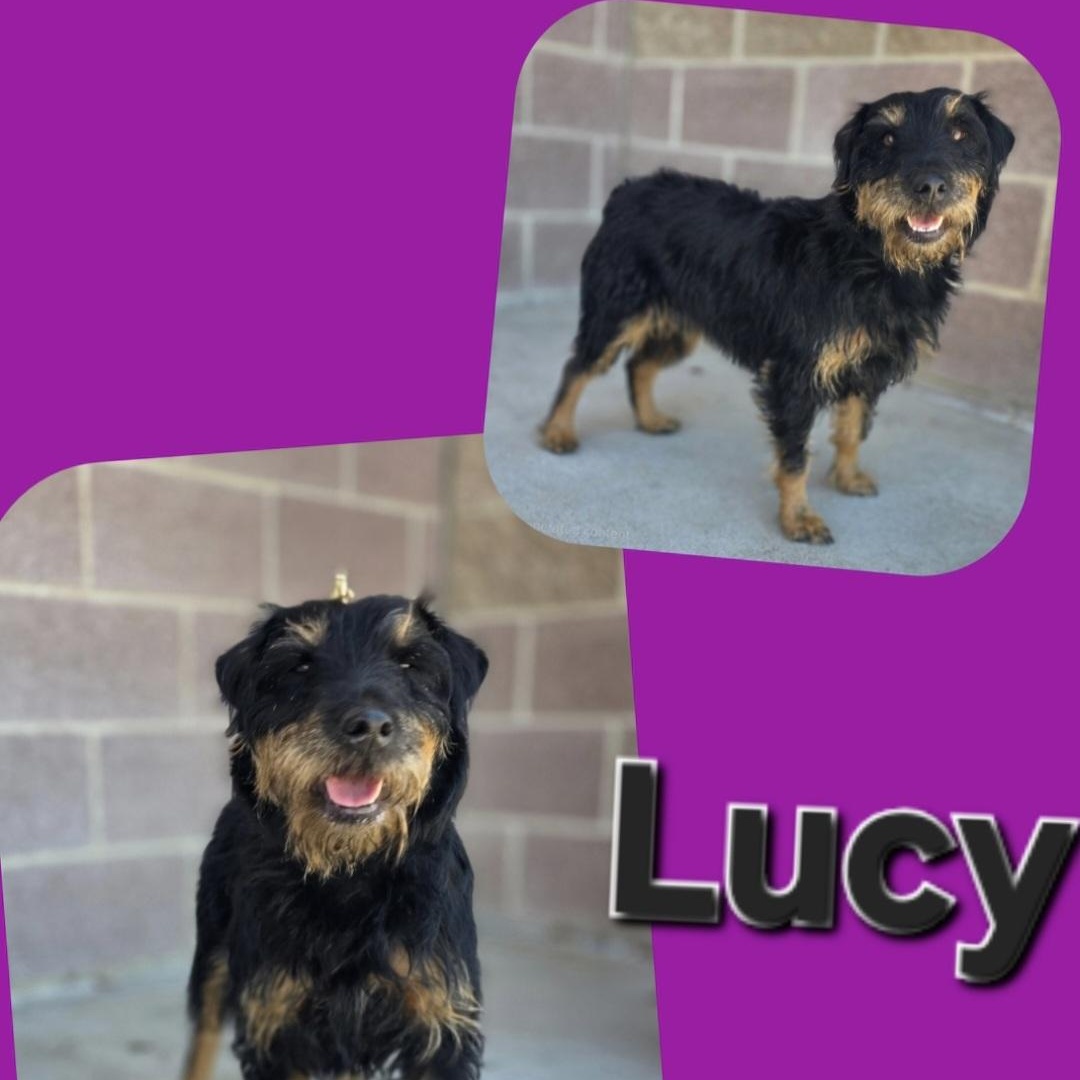 Enlarge Lucy, a ADOPTABLE mixed breed in Longview, TX image 2/4