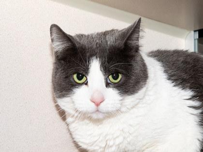 Enlarge Gilmore, a Adoptable mixed breed in Longmont, CO image 1/2