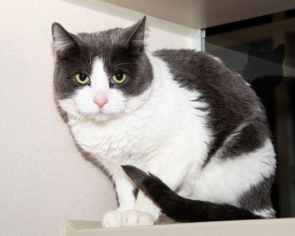 Enlarge Gilmore, a Adoptable mixed breed in Longmont, CO image 2/2