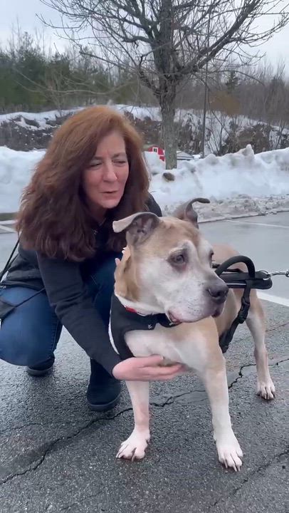 Enlarge Johnny, a Adoptable Pit Bull Terrier in Johnston, RI video 2/5