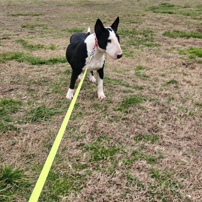Venus, a Adoptable Bull Terrier in Glenwood, AR image 1/3