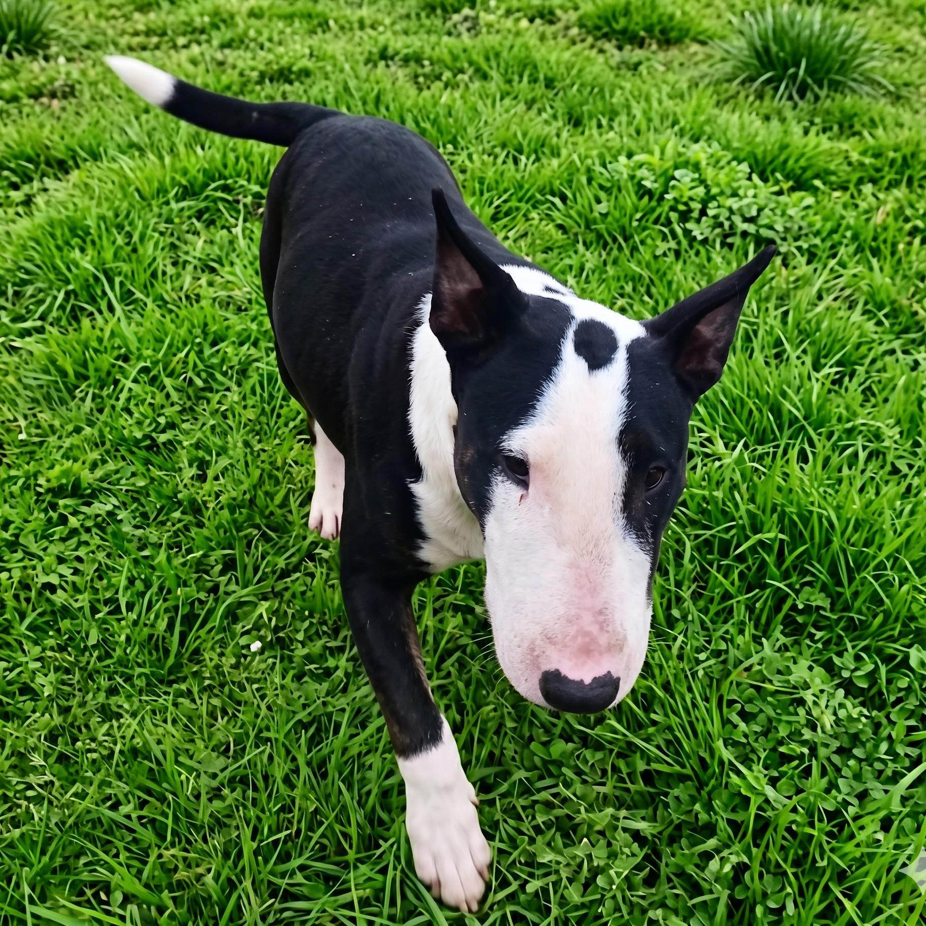 Enlarge Venus, a Adoptable Bull Terrier in Glenwood, AR image 2/3