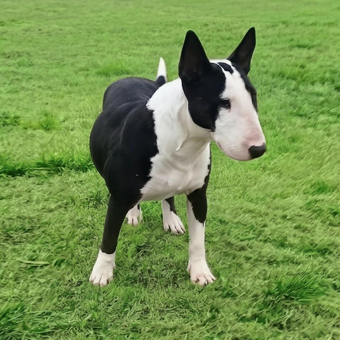 Enlarge Venus, a Adoptable Bull Terrier in Glenwood, AR image 1/3