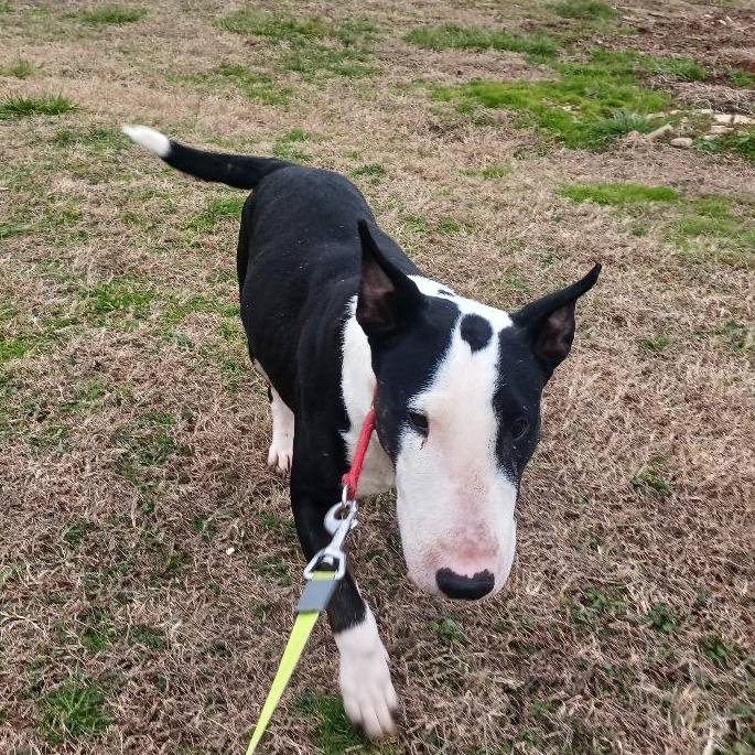Venus, a Adoptable Bull Terrier in Glenwood, AR image 2/3