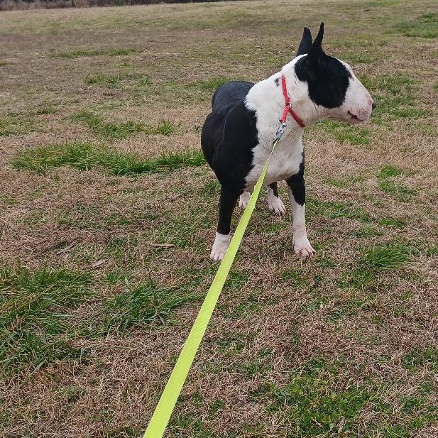 Venus, a Adoptable Bull Terrier in Glenwood, AR image 3/3
