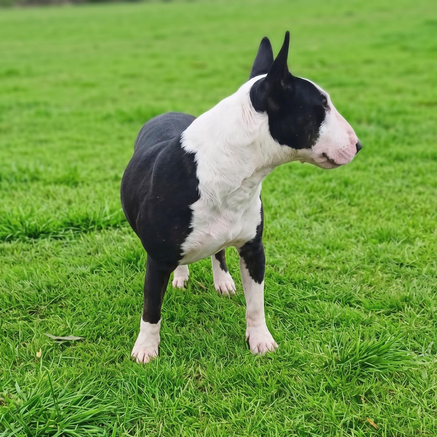 Enlarge Venus, a Adoptable Bull Terrier in Glenwood, AR image 3/3