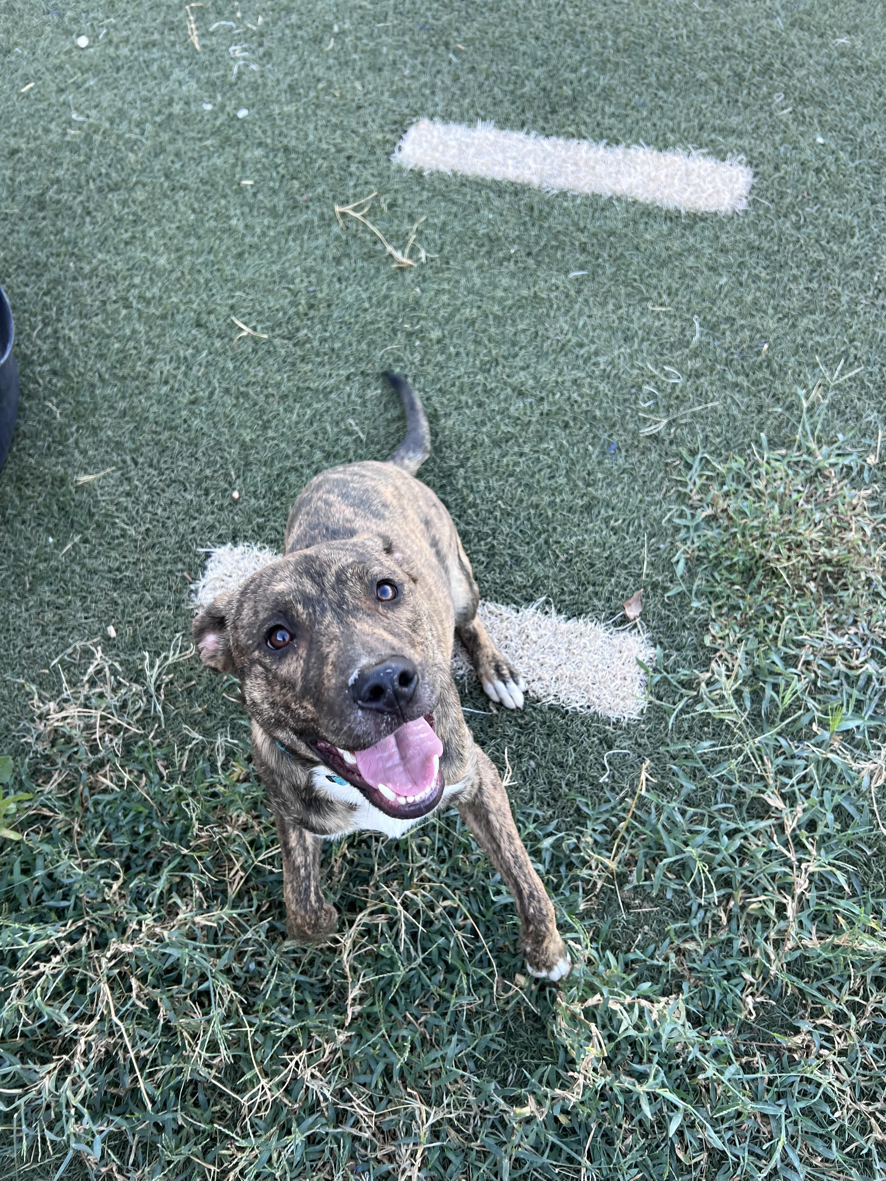 Enlarge Sunni, a Adoptable mixed breed in Blanchard, OK image 4/6