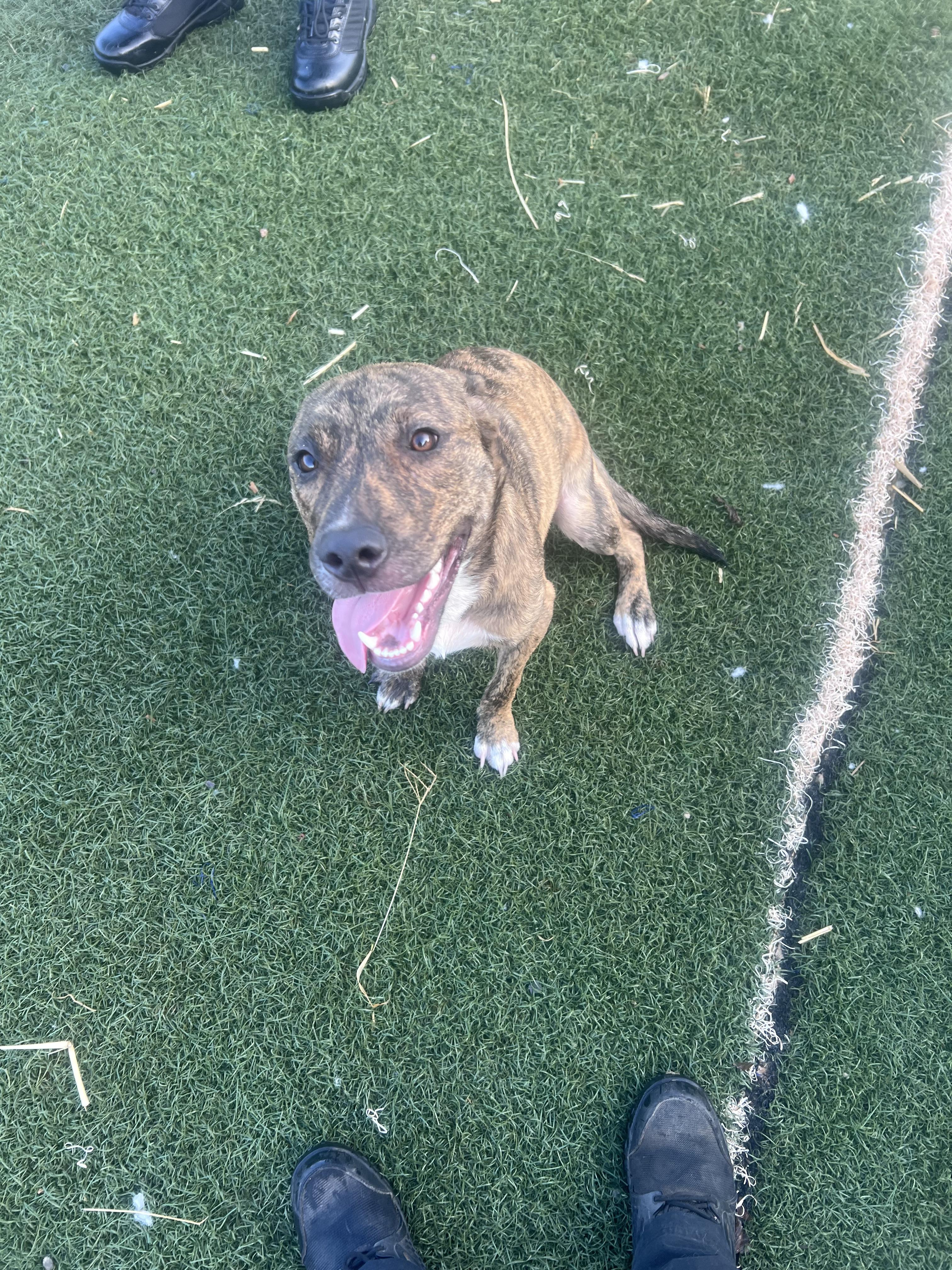 Enlarge Sunni, a Adoptable mixed breed in Blanchard, OK image 1/6