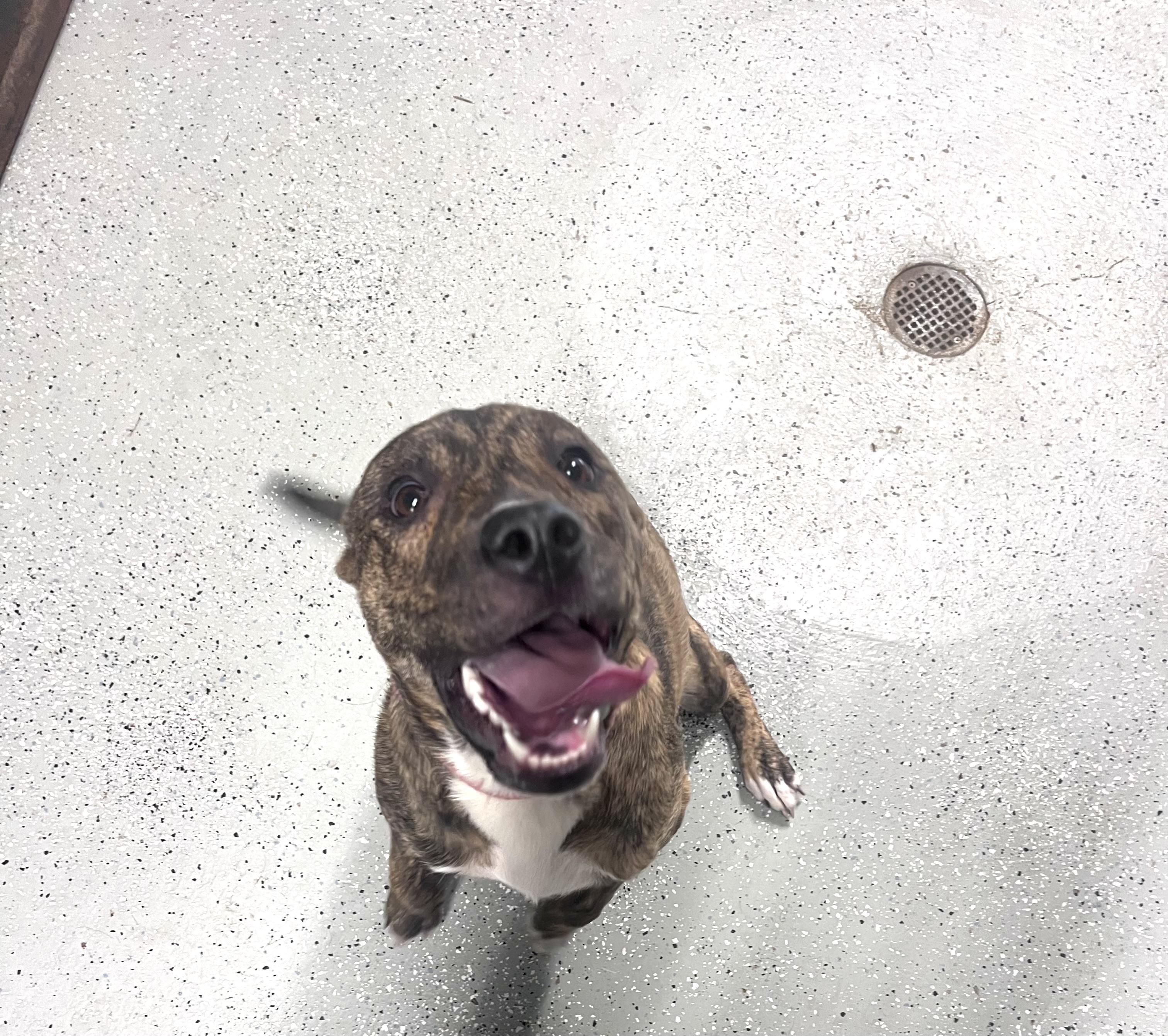 Enlarge Sunni, a Adoptable mixed breed in Blanchard, OK image 2/6