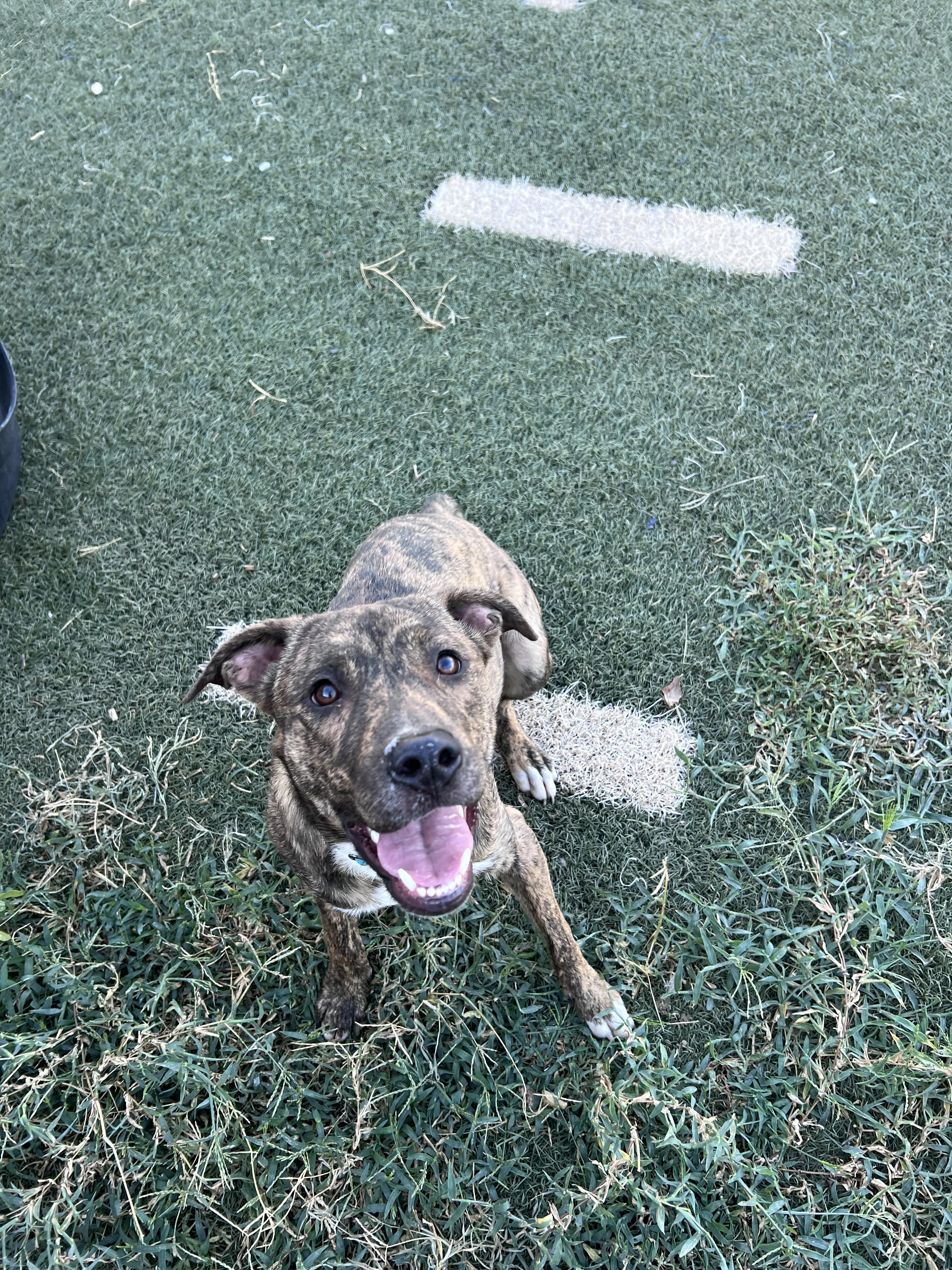 Enlarge Sunni, a Adoptable mixed breed in Blanchard, OK image 3/6