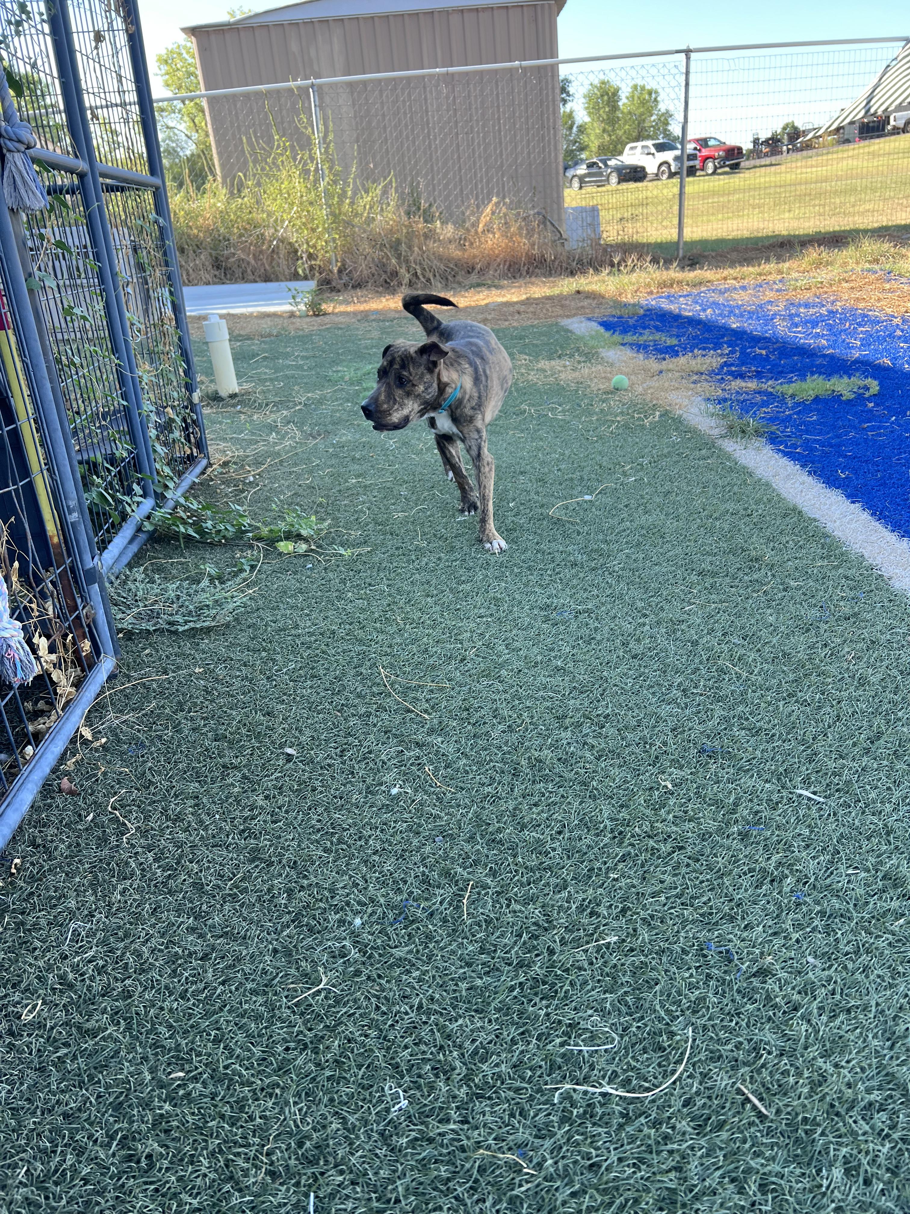 Enlarge Sunni, a Adoptable mixed breed in Blanchard, OK image 6/6