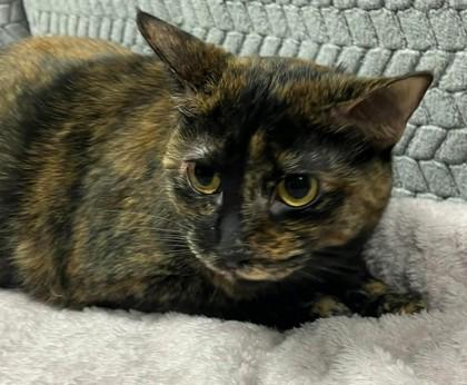 JoJo, Adoptable, Adult Female Domestic Short Hair & Domestic Short Hair.