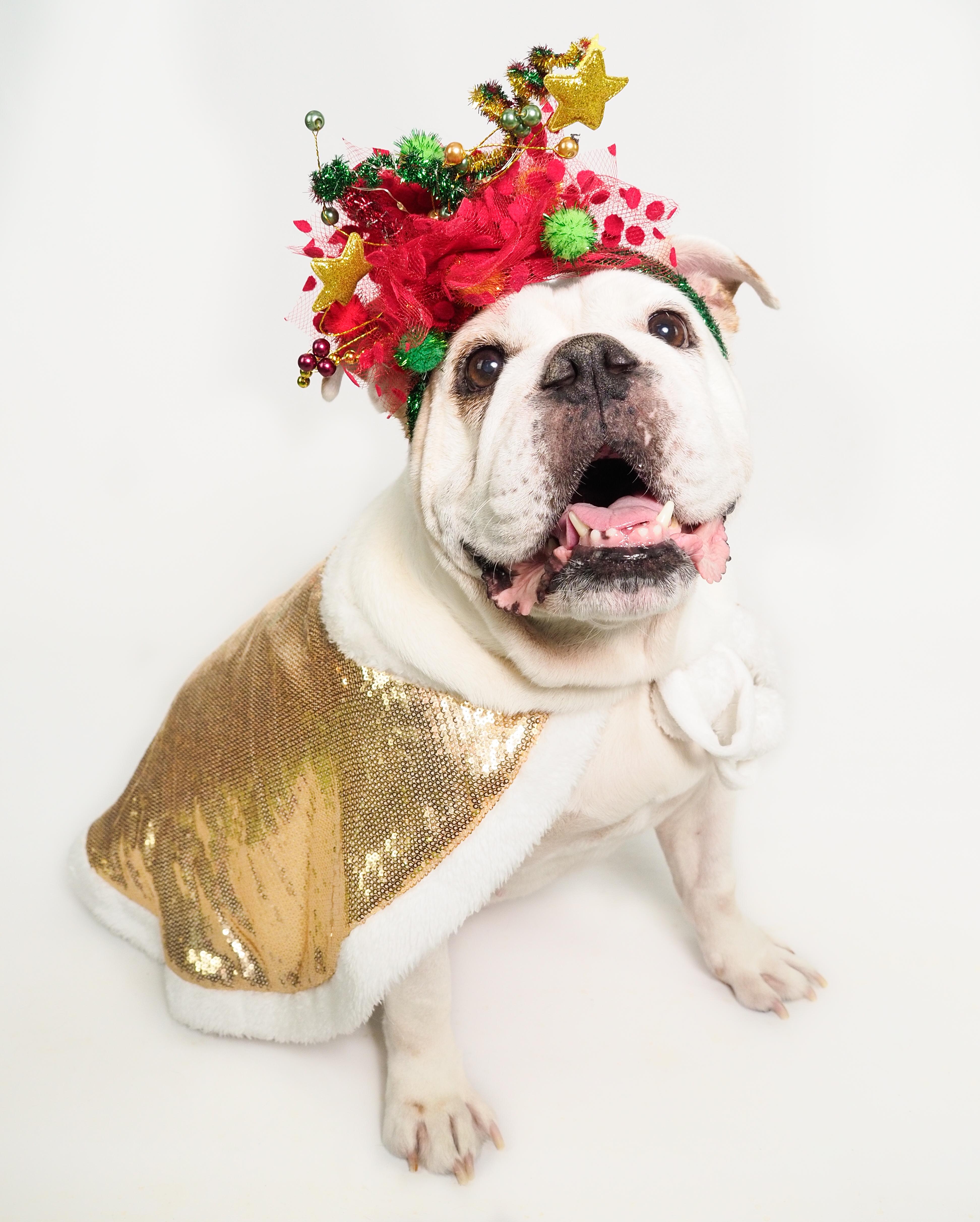 Chunks, adoptable, Senior Female American Bulldog & Bulldog.