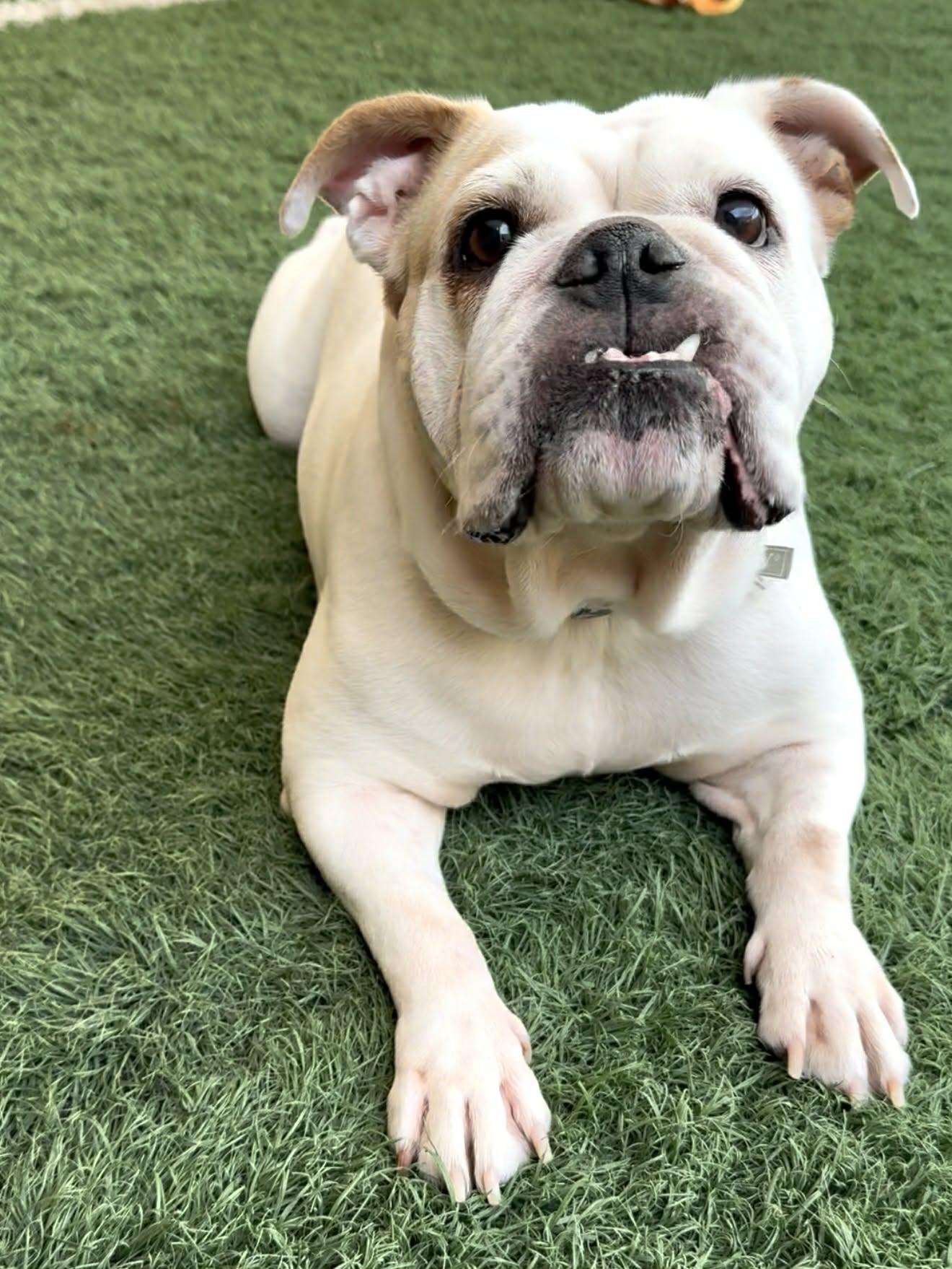 Enlarge Chunks, an adoptable mixed breed in PHOENIX, AZ image 3/6