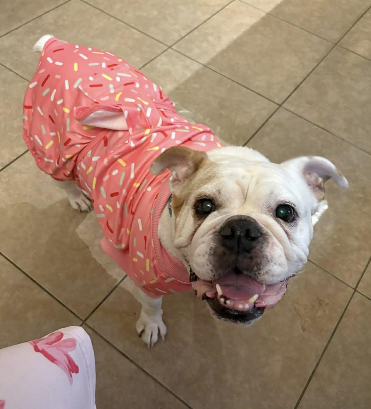 Enlarge Chunks, an adoptable mixed breed in PHOENIX, AZ image 4/6