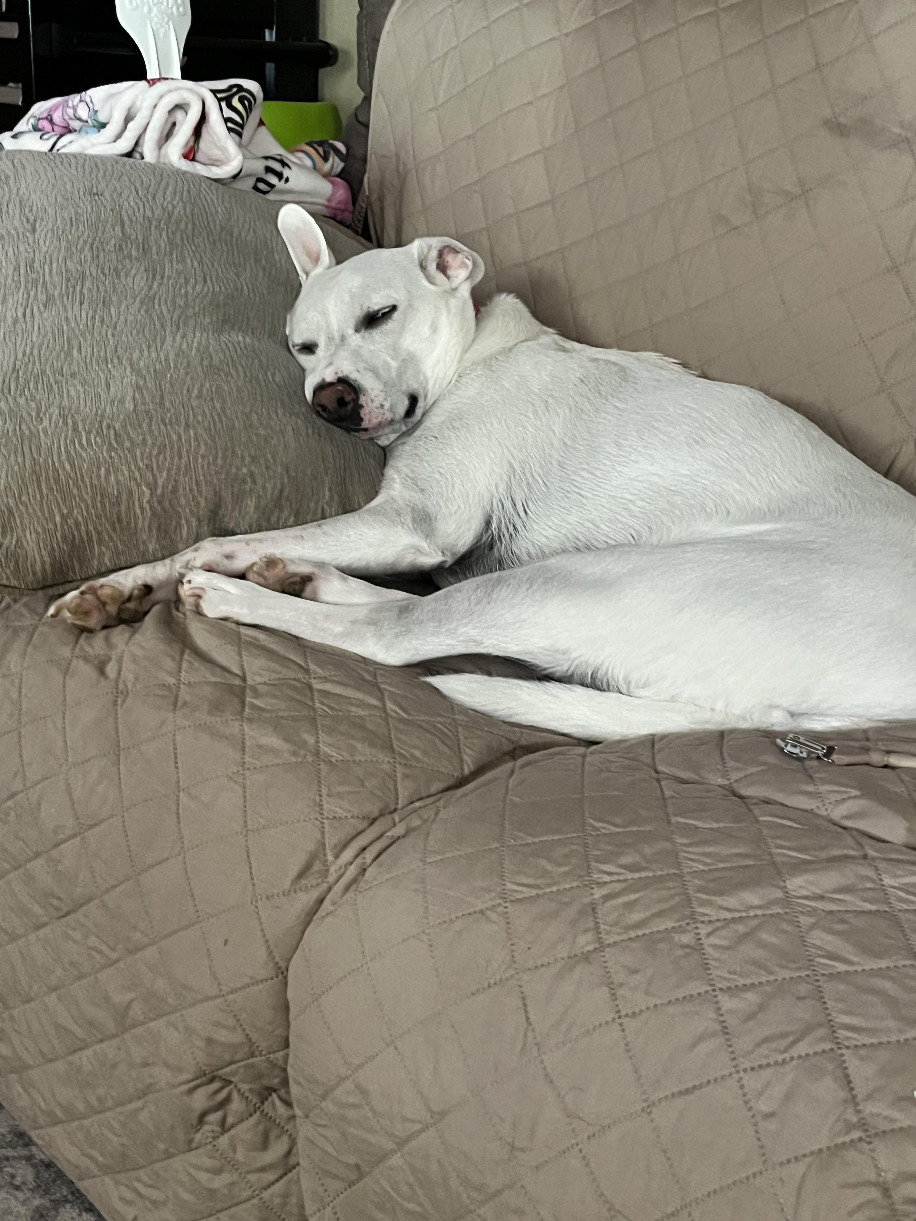 Enlarge Brie, a ADOPTABLE mixed breed in Woodbury, NJ image 1/4