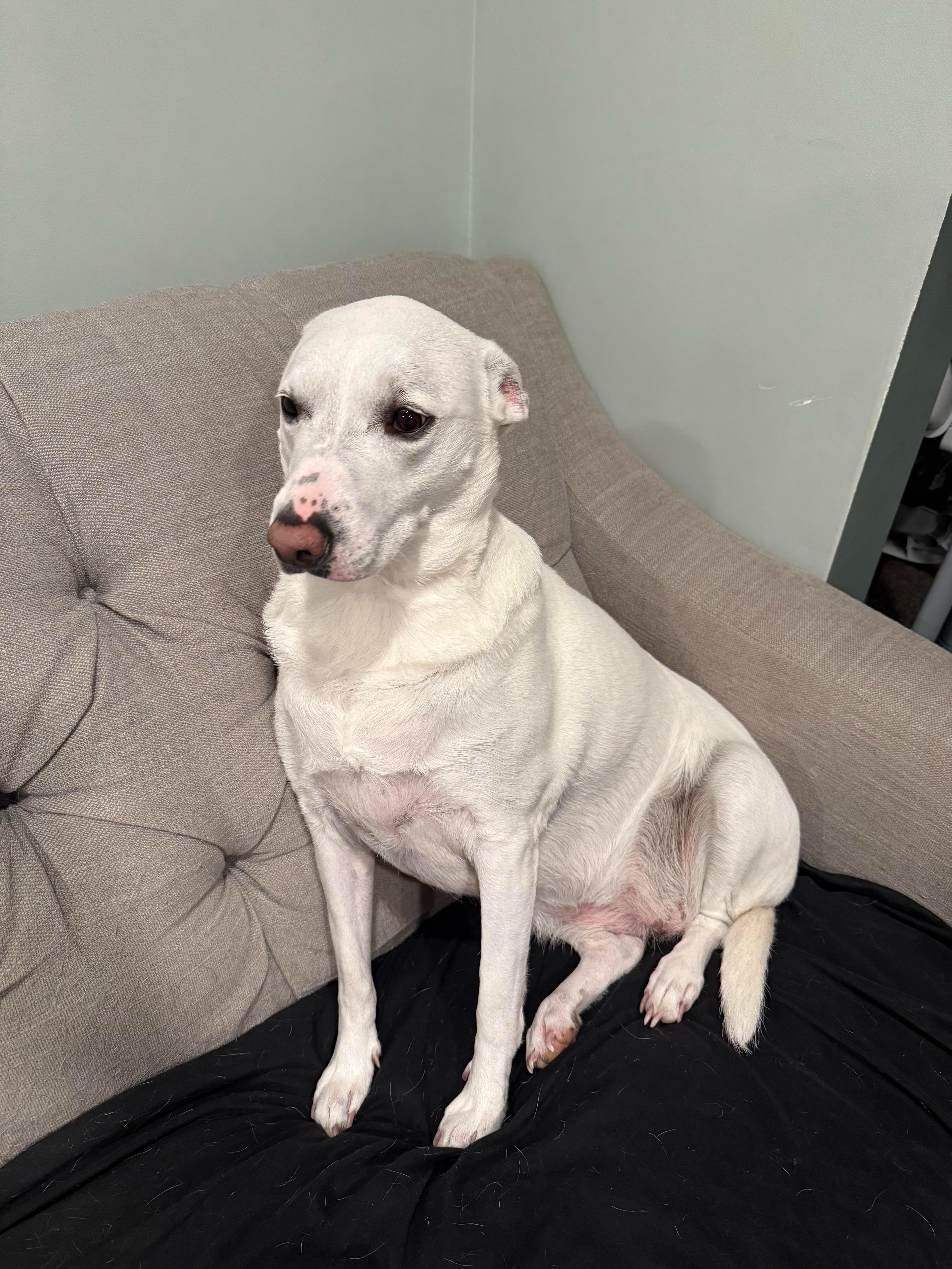 Enlarge Brie, a ADOPTABLE mixed breed in Woodbury, NJ image 2/4