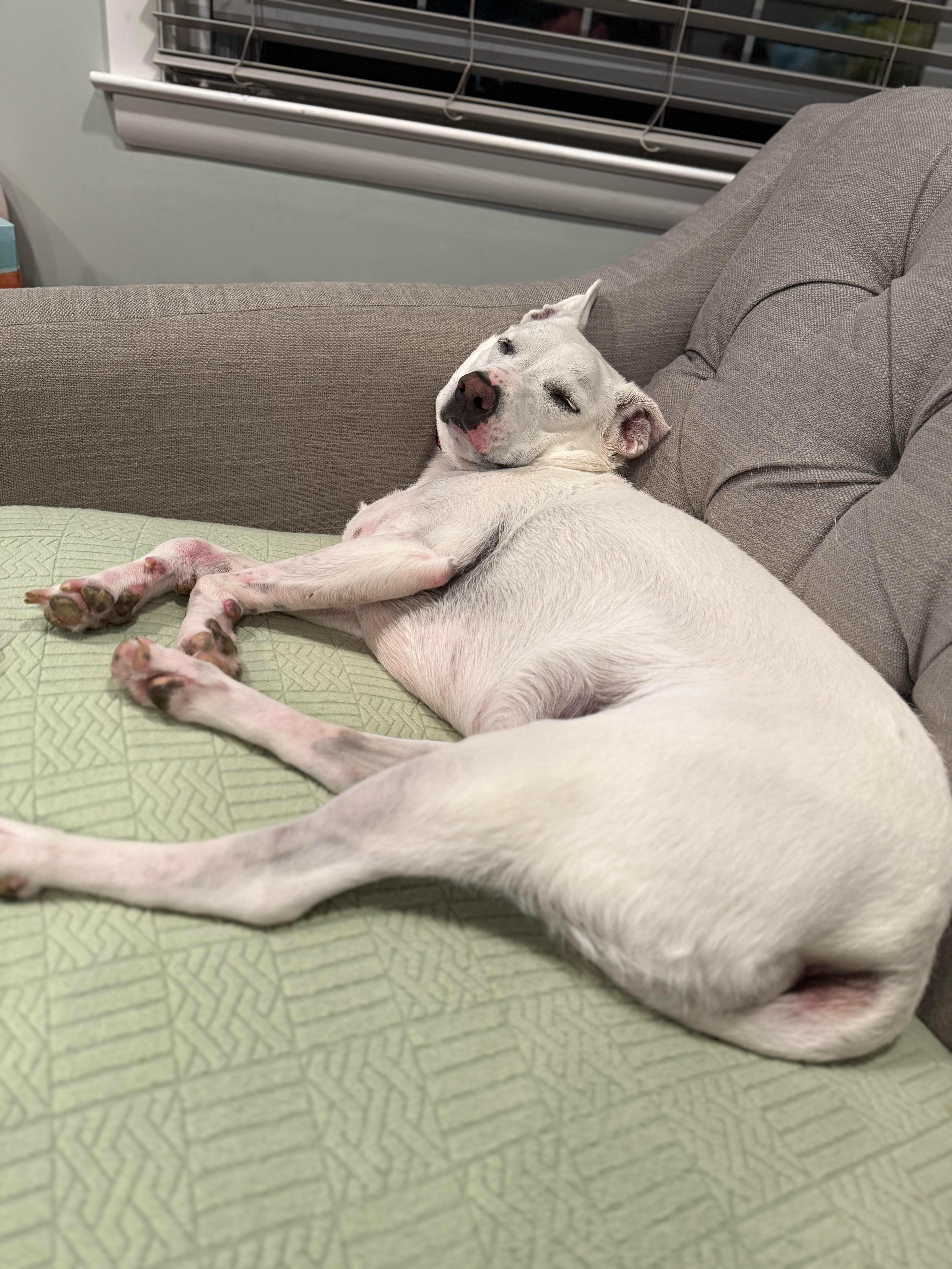 Enlarge Brie, a ADOPTABLE mixed breed in Woodbury, NJ image 4/4