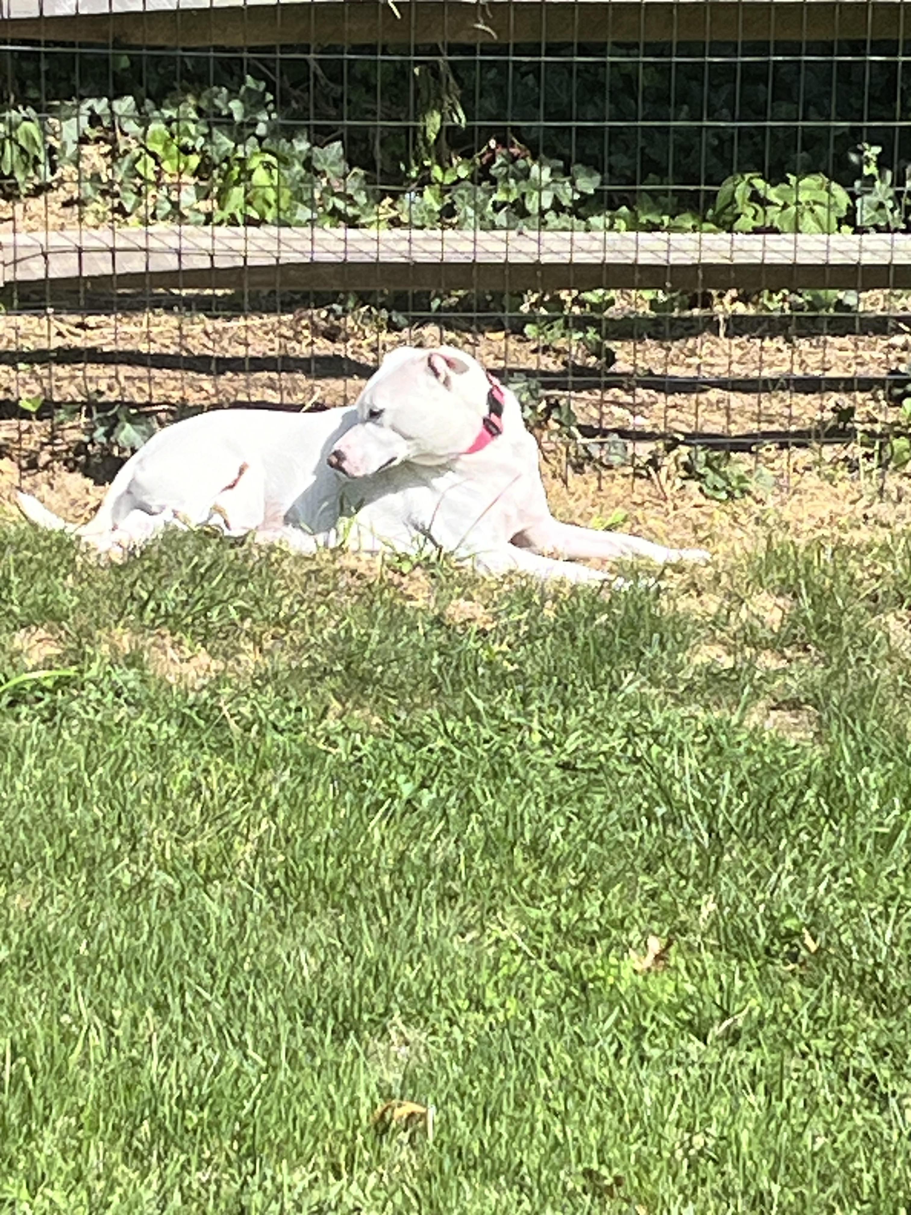 Enlarge Brie, a ADOPTABLE mixed breed in Woodbury, NJ image 3/4