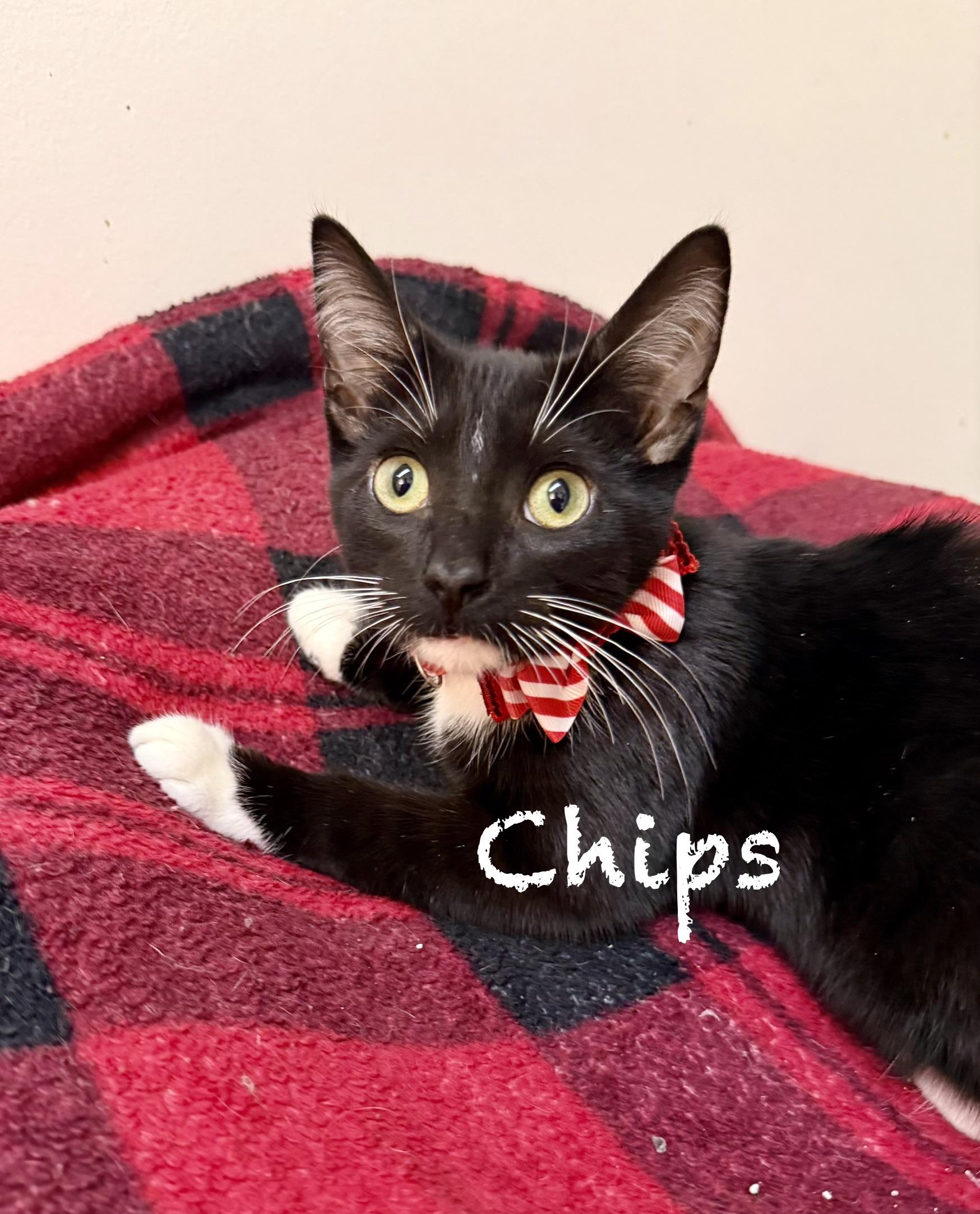 Chips, ADOPTABLE, Kitten Male Domestic Short Hair.