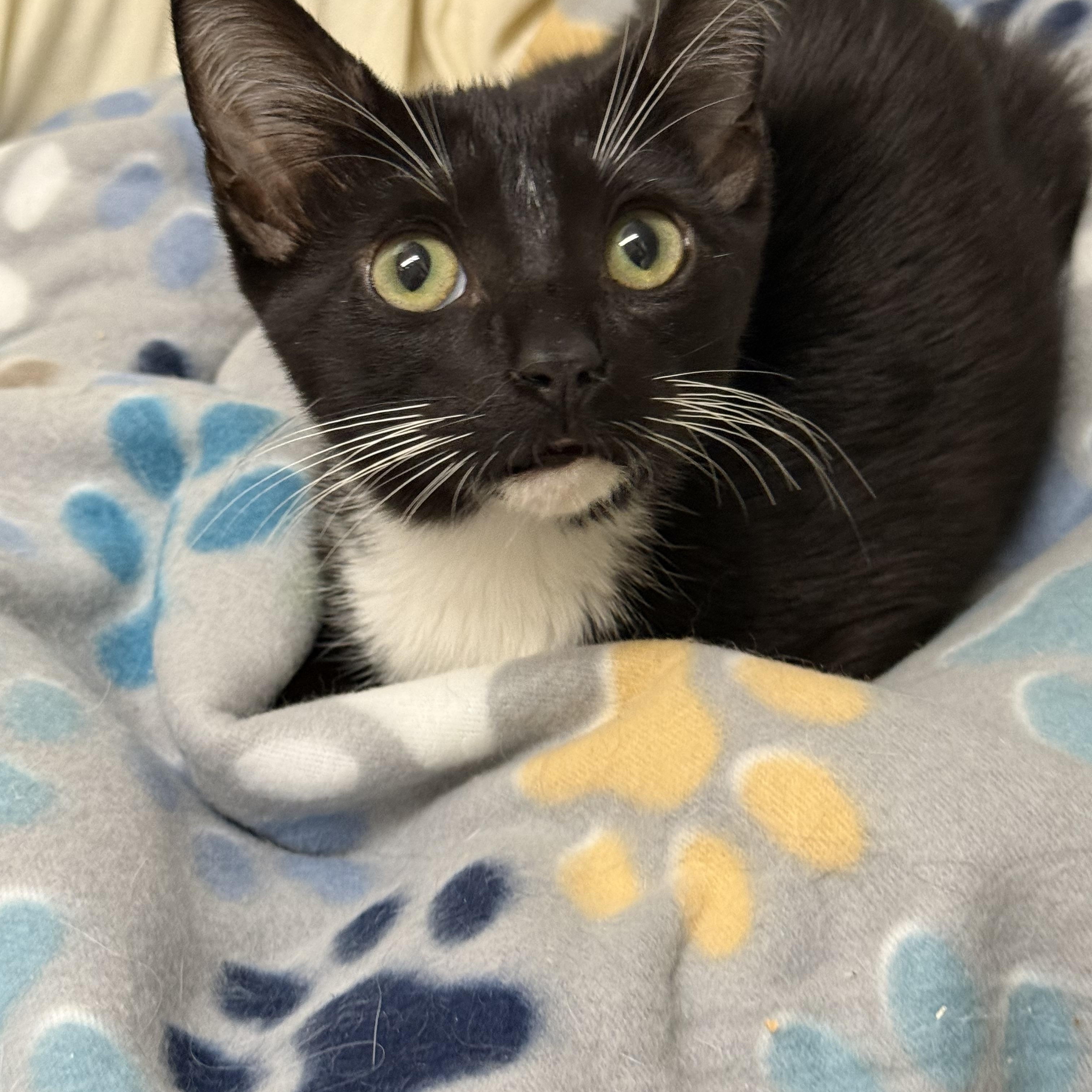 Enlarge Chips, a ADOPTABLE Domestic Short Hair in Frewsburg, NY image 2/3