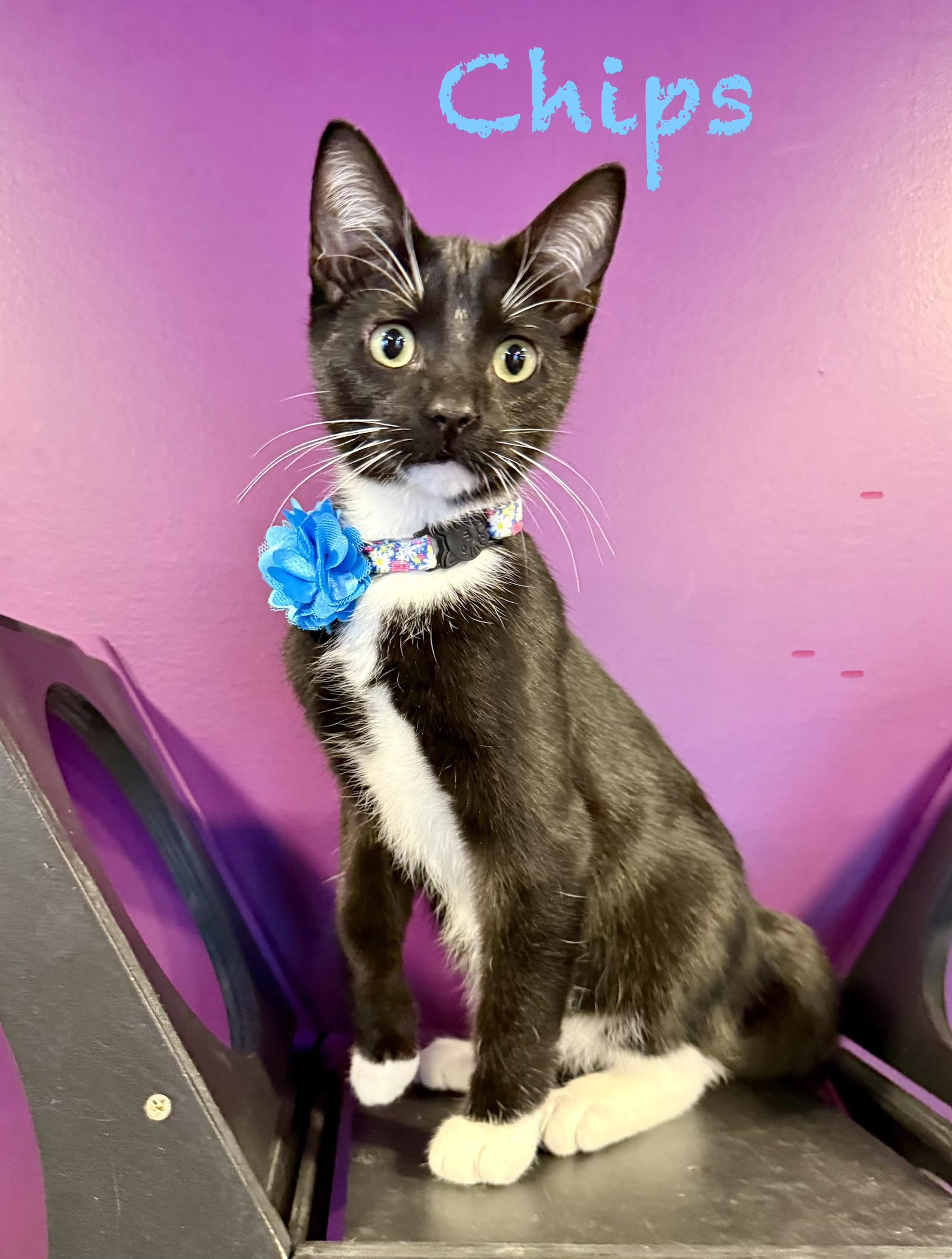 Enlarge Chips, an adopted Domestic Short Hair in Frewsburg, NY image 1/4