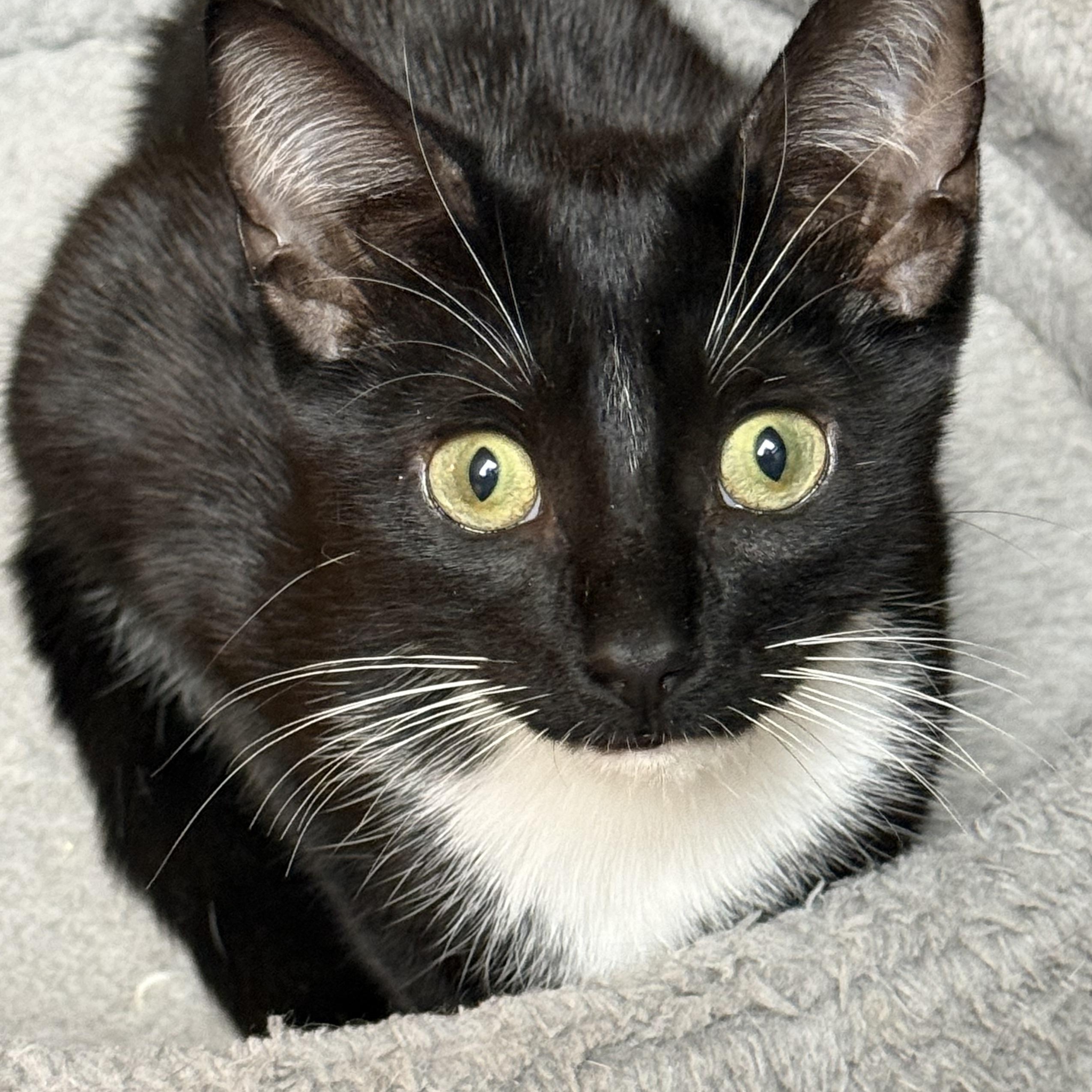 Enlarge Chips, a ADOPTABLE Domestic Short Hair in Frewsburg, NY image 3/3