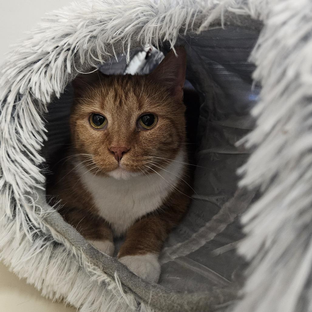 Enlarge Wendy, a Adoptable Domestic Short Hair in Conway, NH image 1/6