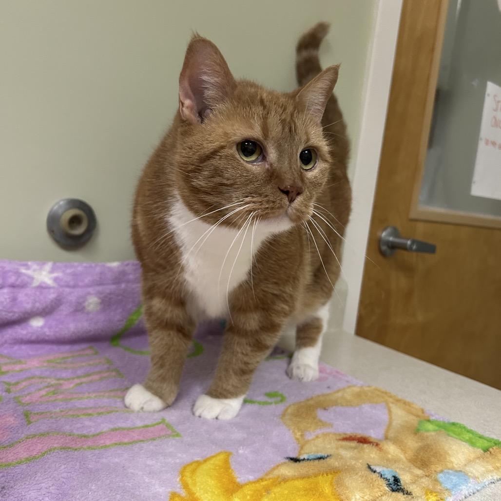 Enlarge Wendy, a Adoptable Domestic Short Hair in Conway, NH image 2/2