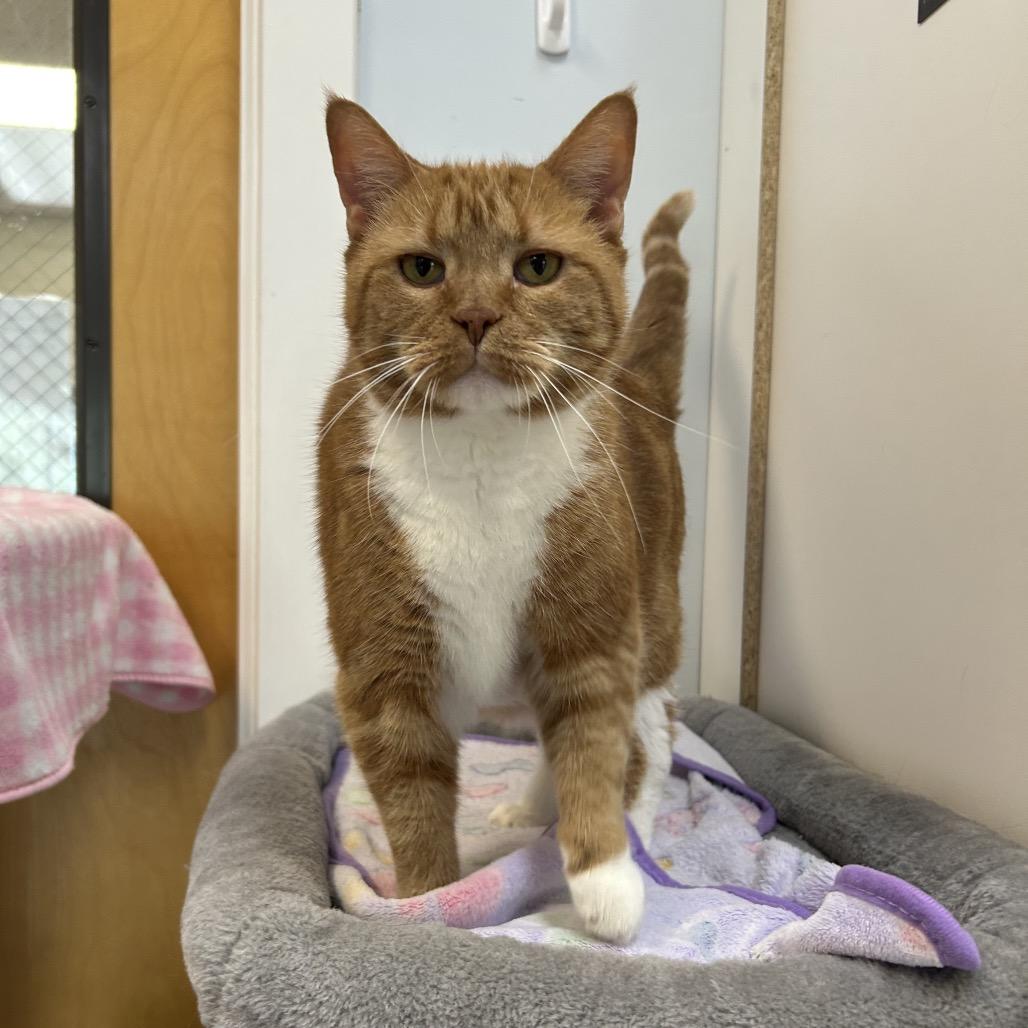 Enlarge Wendy, a Adoptable Domestic Short Hair in Conway, NH image 3/6