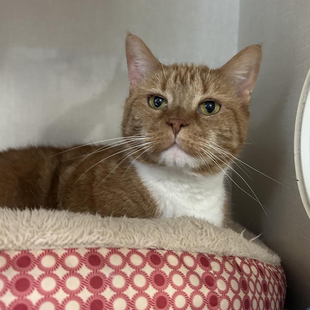 Enlarge Wendy, a Adoptable Domestic Short Hair in Conway, NH image 4/6