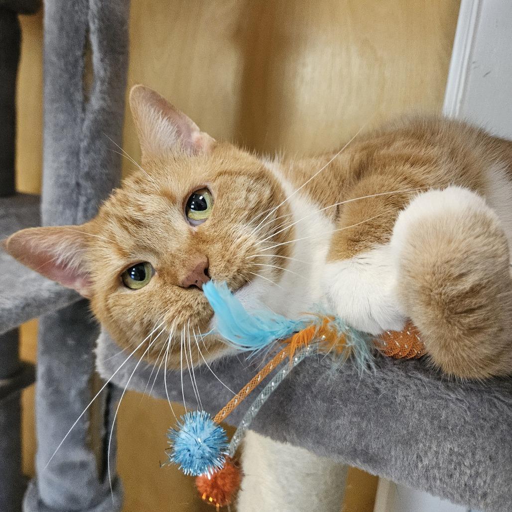 Enlarge Wendy, a Adoptable Domestic Short Hair in Conway, NH image 5/6
