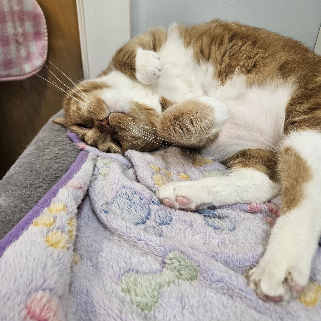 Enlarge Wendy, a Adoptable Domestic Short Hair in Conway, NH image 6/6