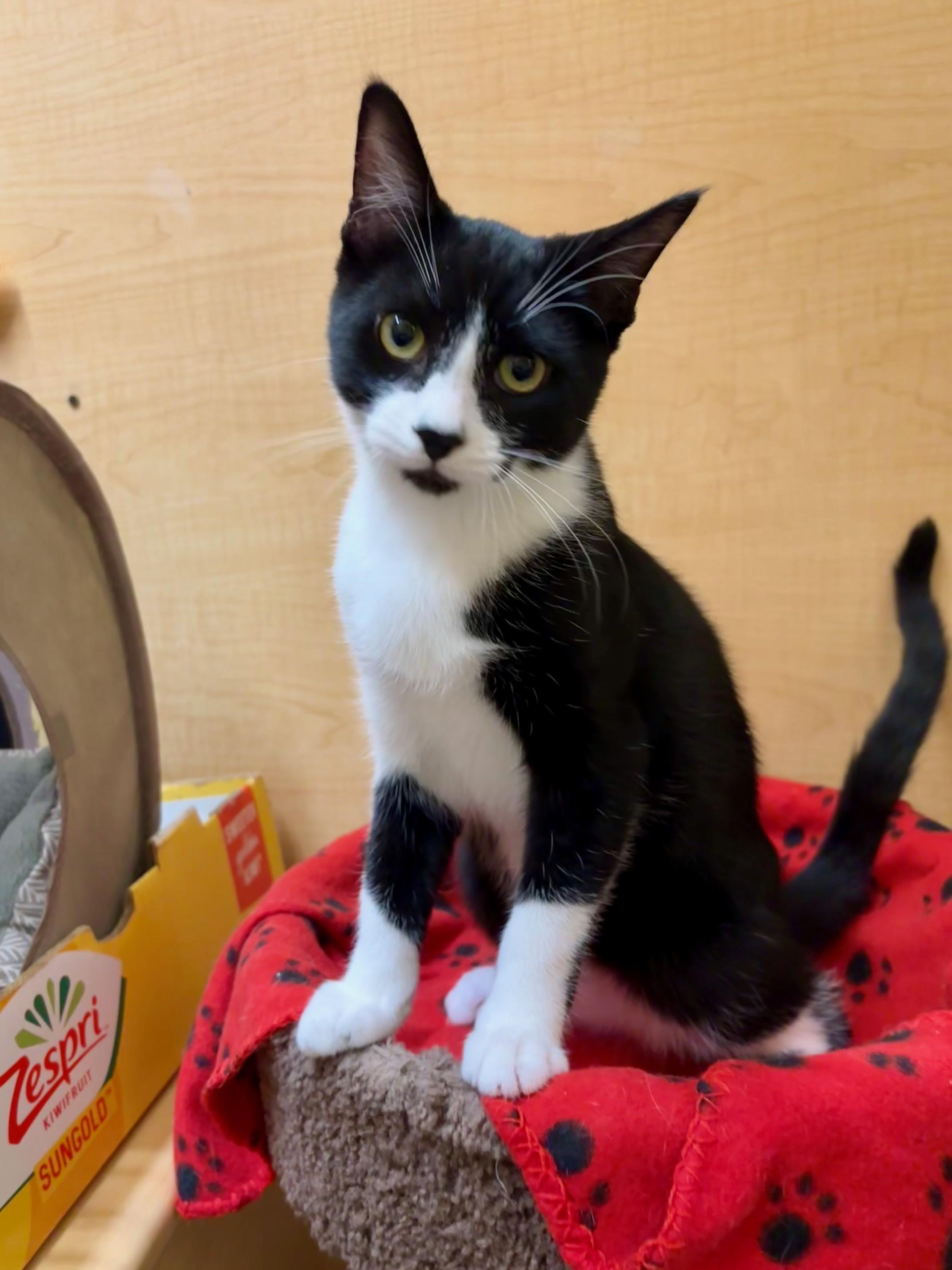 Enlarge Batman, a Adoptable Domestic Short Hair in Irvine, CA image 2/6