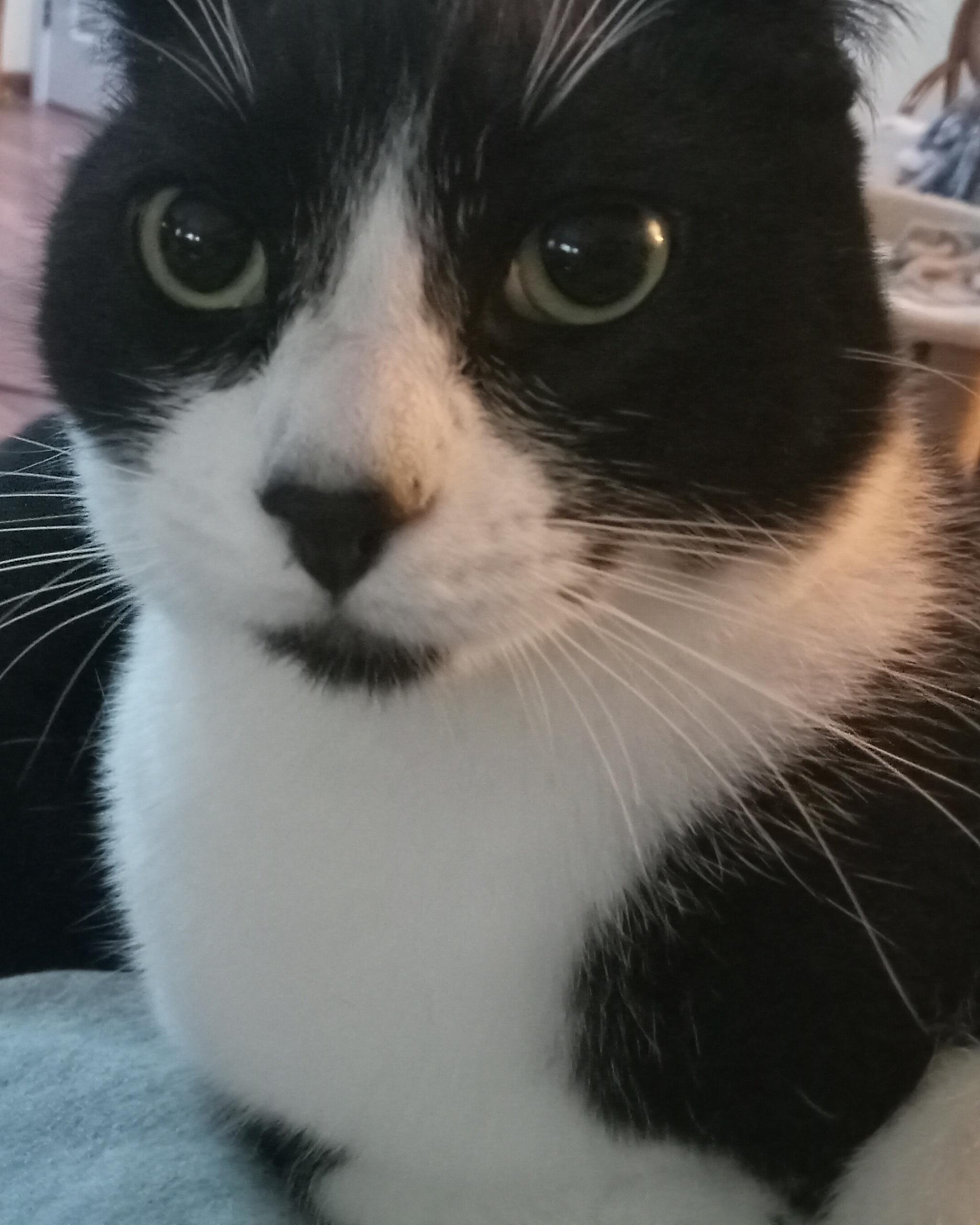 Enlarge Batman, a Adoptable Domestic Short Hair in Irvine, CA image 4/6