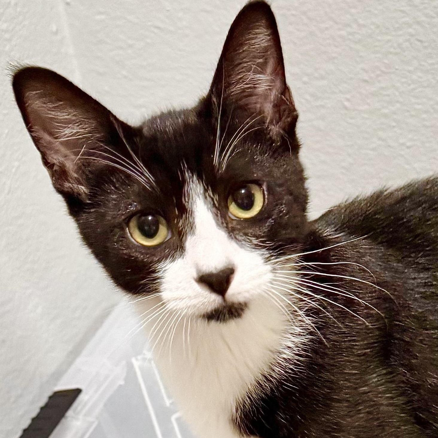 Enlarge Batman, a Adoptable Domestic Short Hair in Irvine, CA image 1/6