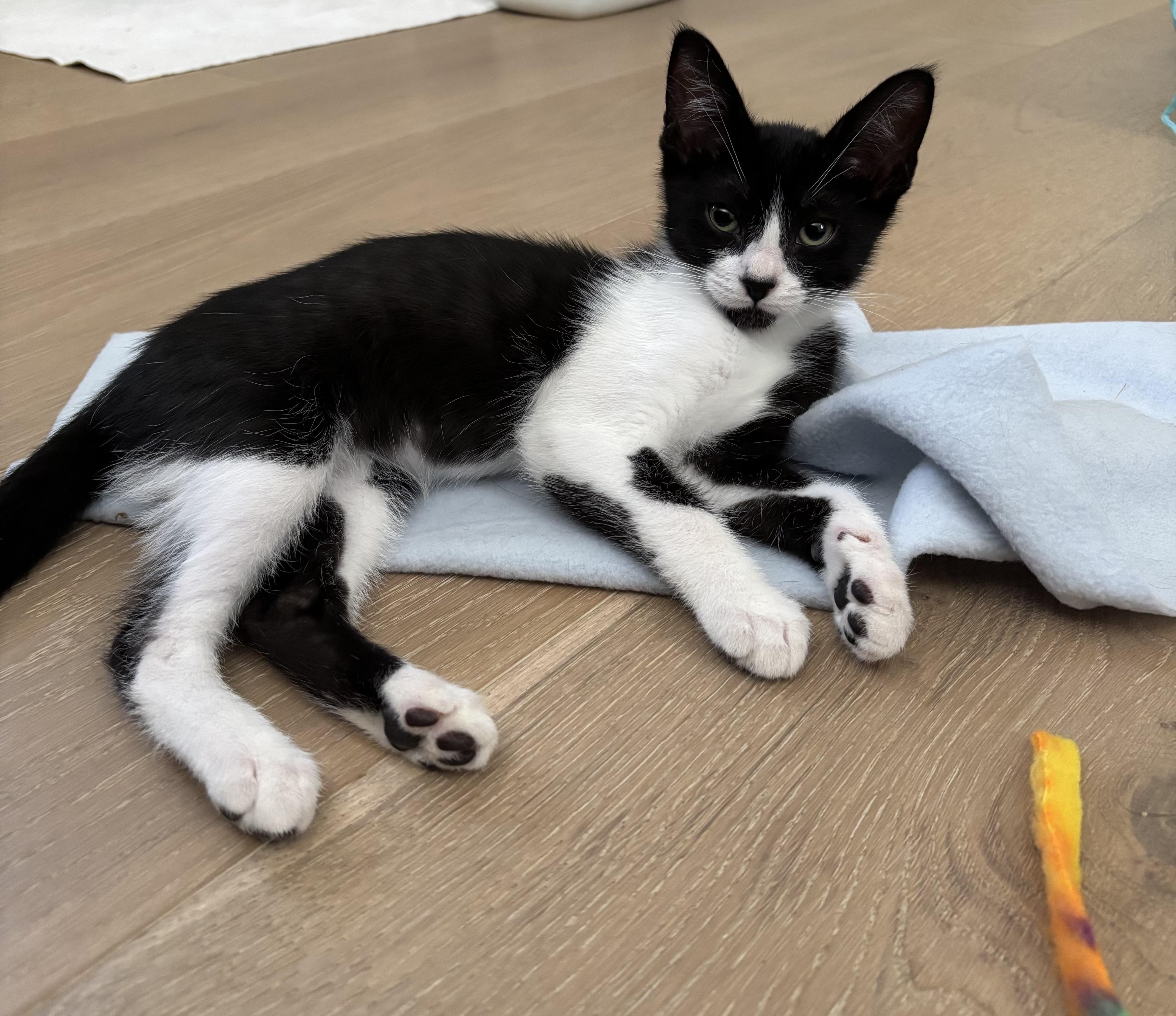 Enlarge Batman, a Adoptable Domestic Short Hair in Irvine, CA image 4/6