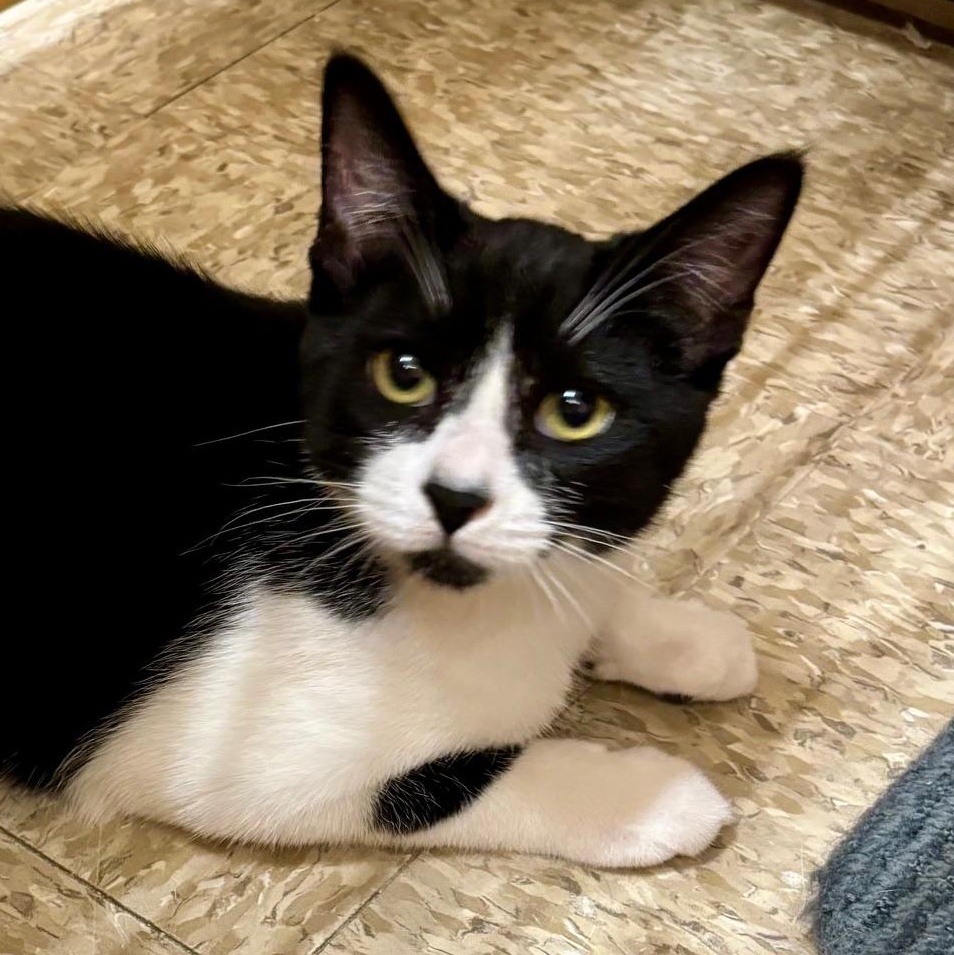 Enlarge Batman, a Adoptable Domestic Short Hair in Irvine, CA image 1/6