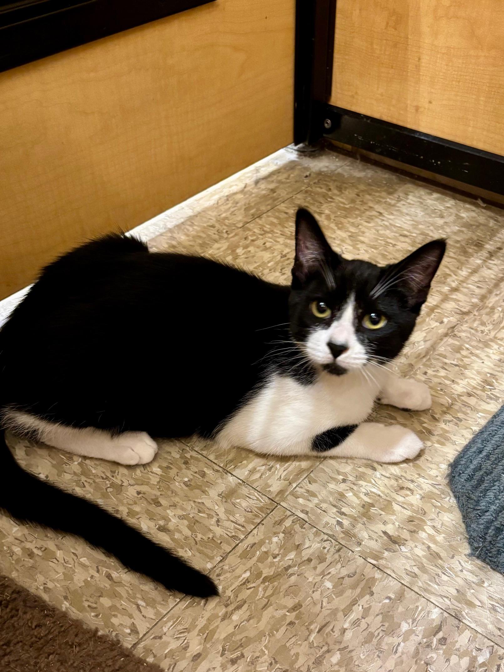 Enlarge Batman, a Adoptable Domestic Short Hair in Irvine, CA image 3/6