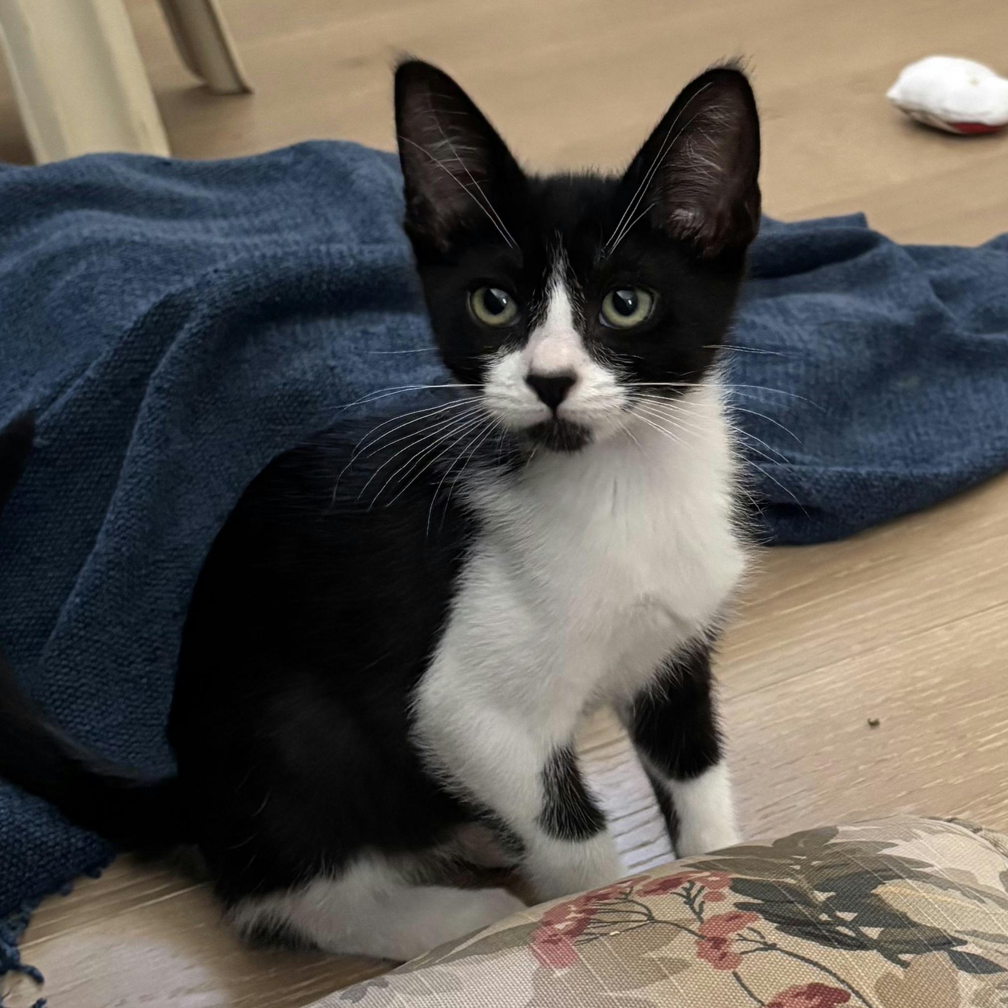 Enlarge Batman, a Adoptable Domestic Short Hair in Irvine, CA image 5/6