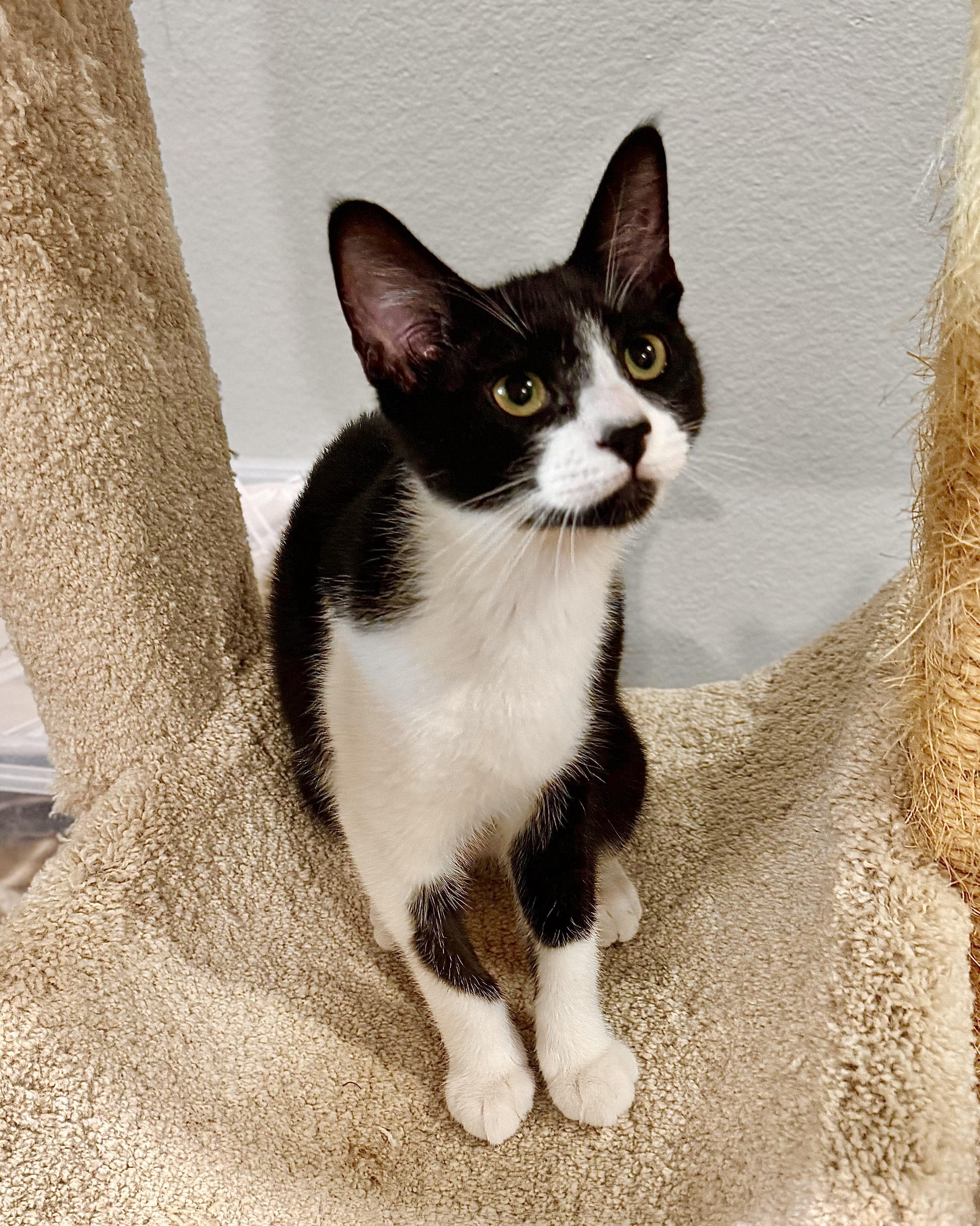 Enlarge Batman, a Adoptable Domestic Short Hair in Irvine, CA image 6/6