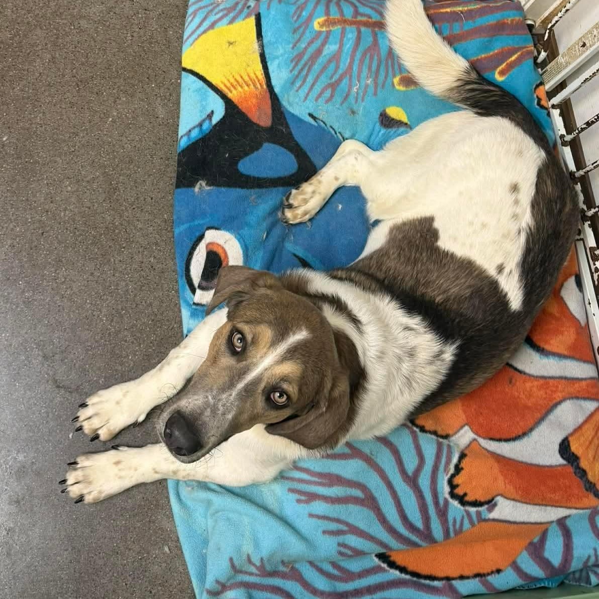 Enlarge Elvis, an adoptable mixed breed in Knoxville, TN image 3/4