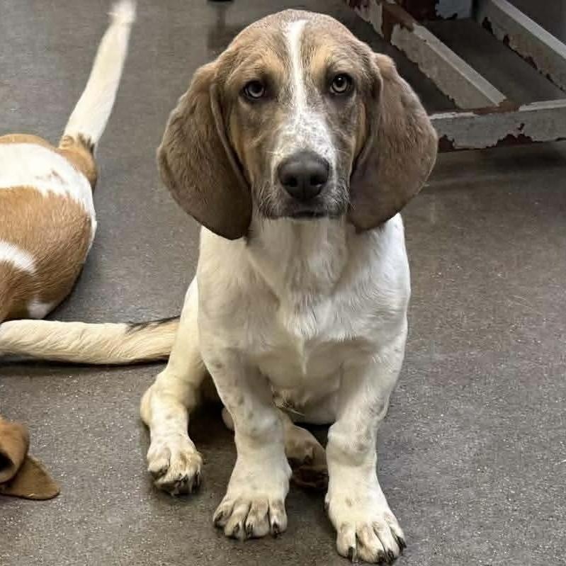 Enlarge Elvis, a Adoptable mixed breed in Knoxville, TN image 1/4