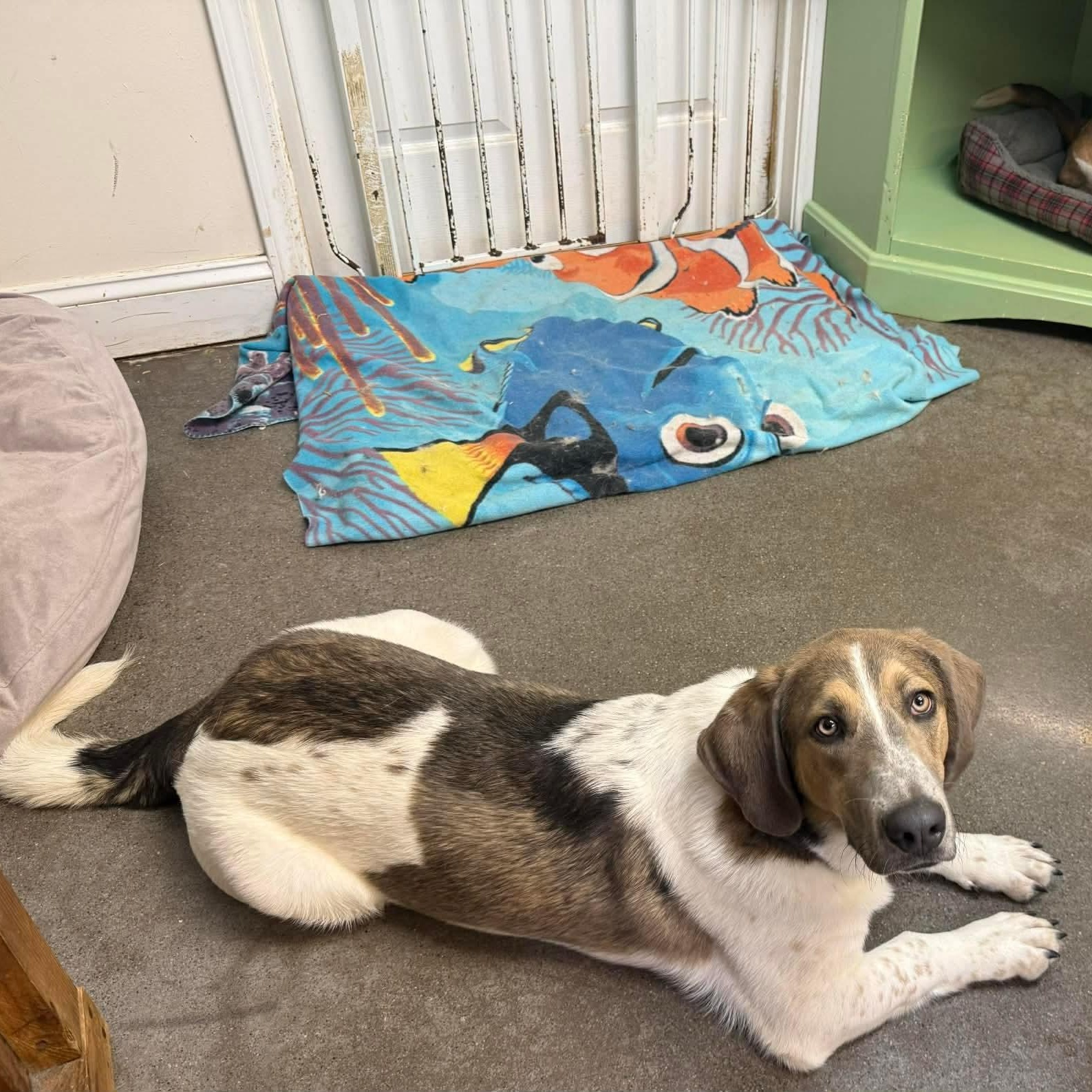 Enlarge Elvis, an adoptable mixed breed in Knoxville, TN image 2/4