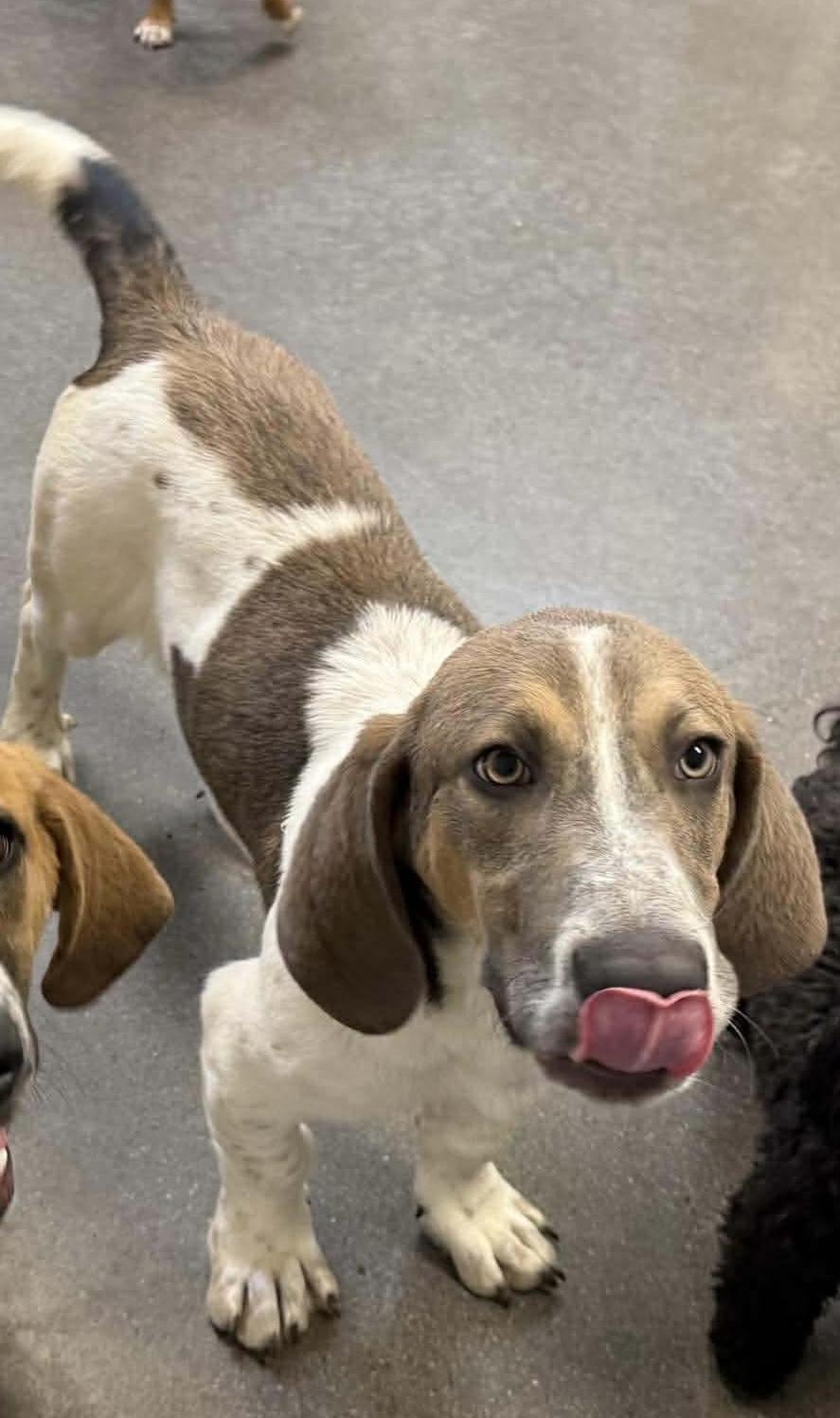 Enlarge Elvis, a Adoptable mixed breed in Knoxville, TN image 3/4