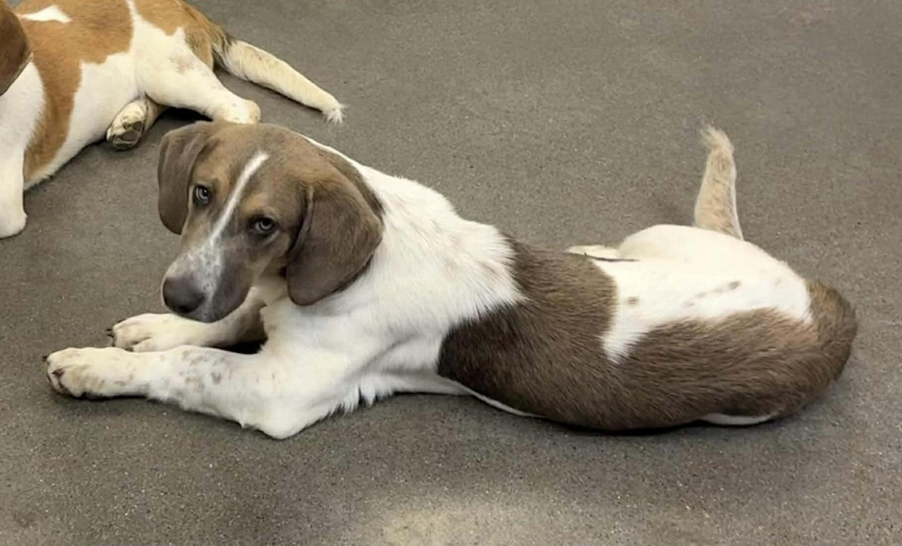 Enlarge Elvis, a Adoptable mixed breed in Knoxville, TN image 4/4