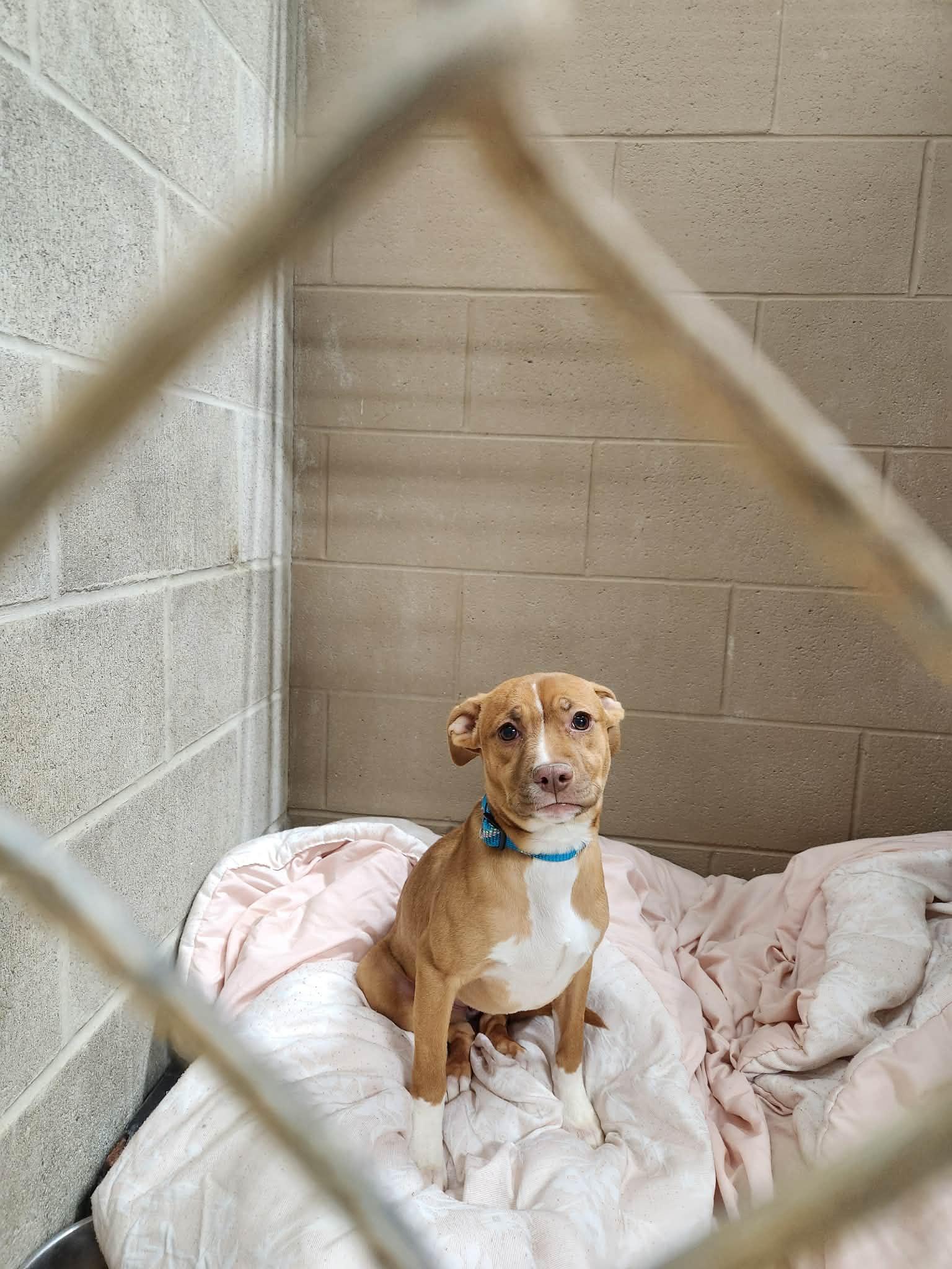 Enlarge armani, a ADOPTABLE mixed breed in MARION, IN image 1/2