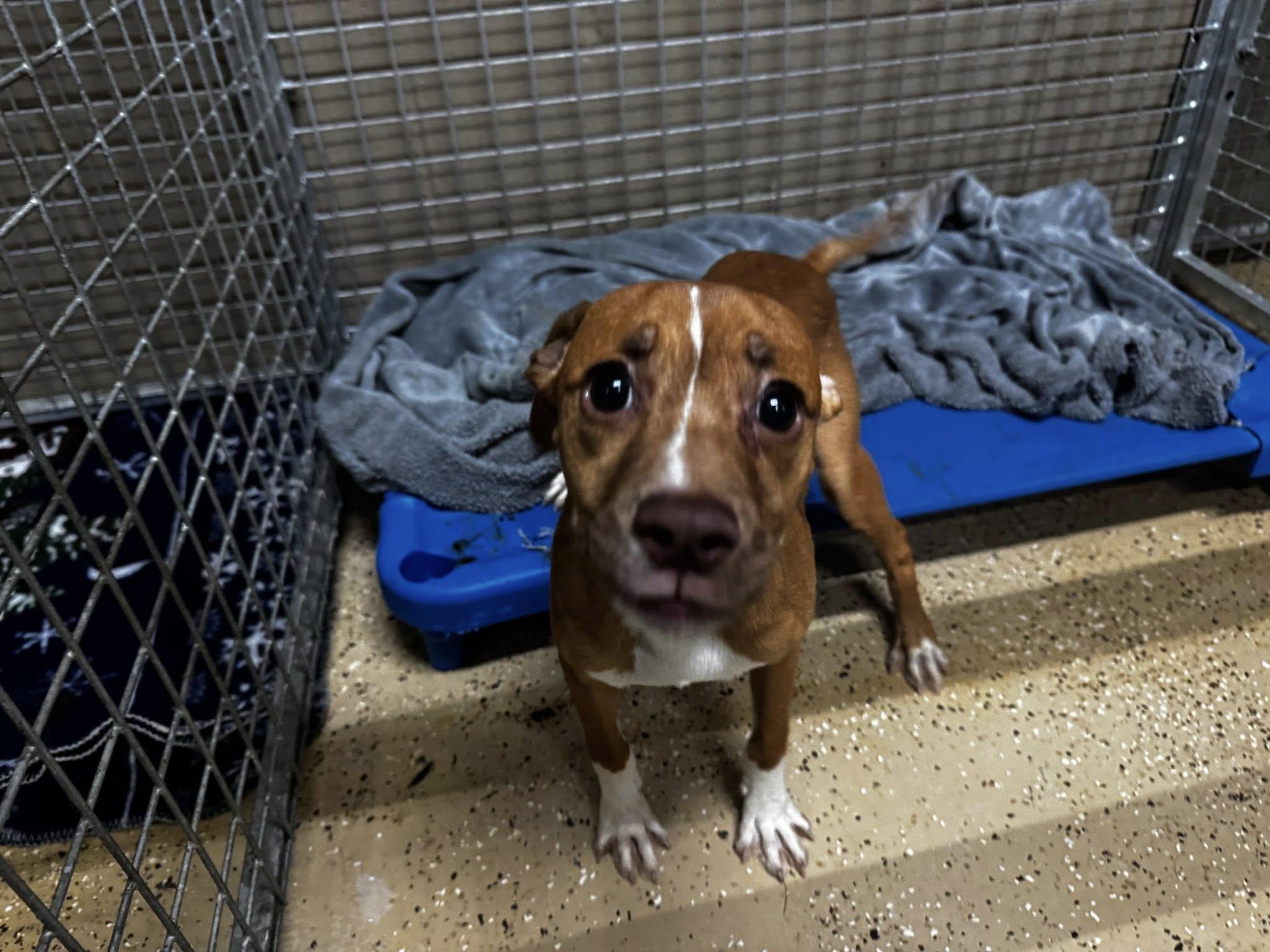 Enlarge armani, a ADOPTABLE mixed breed in MARION, IN image 2/2