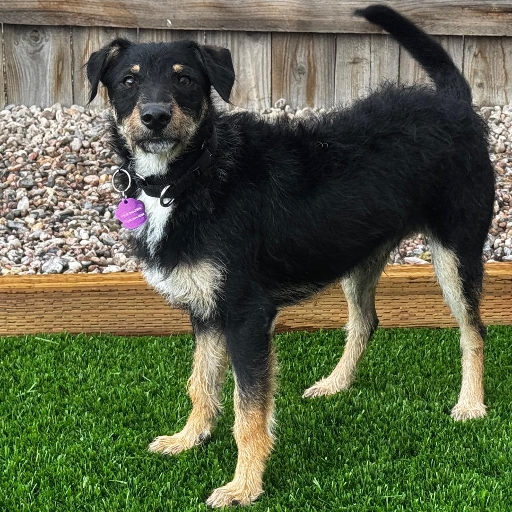 Bruno, a Adoptable mixed breed in Cheyenne, WY image 1/3